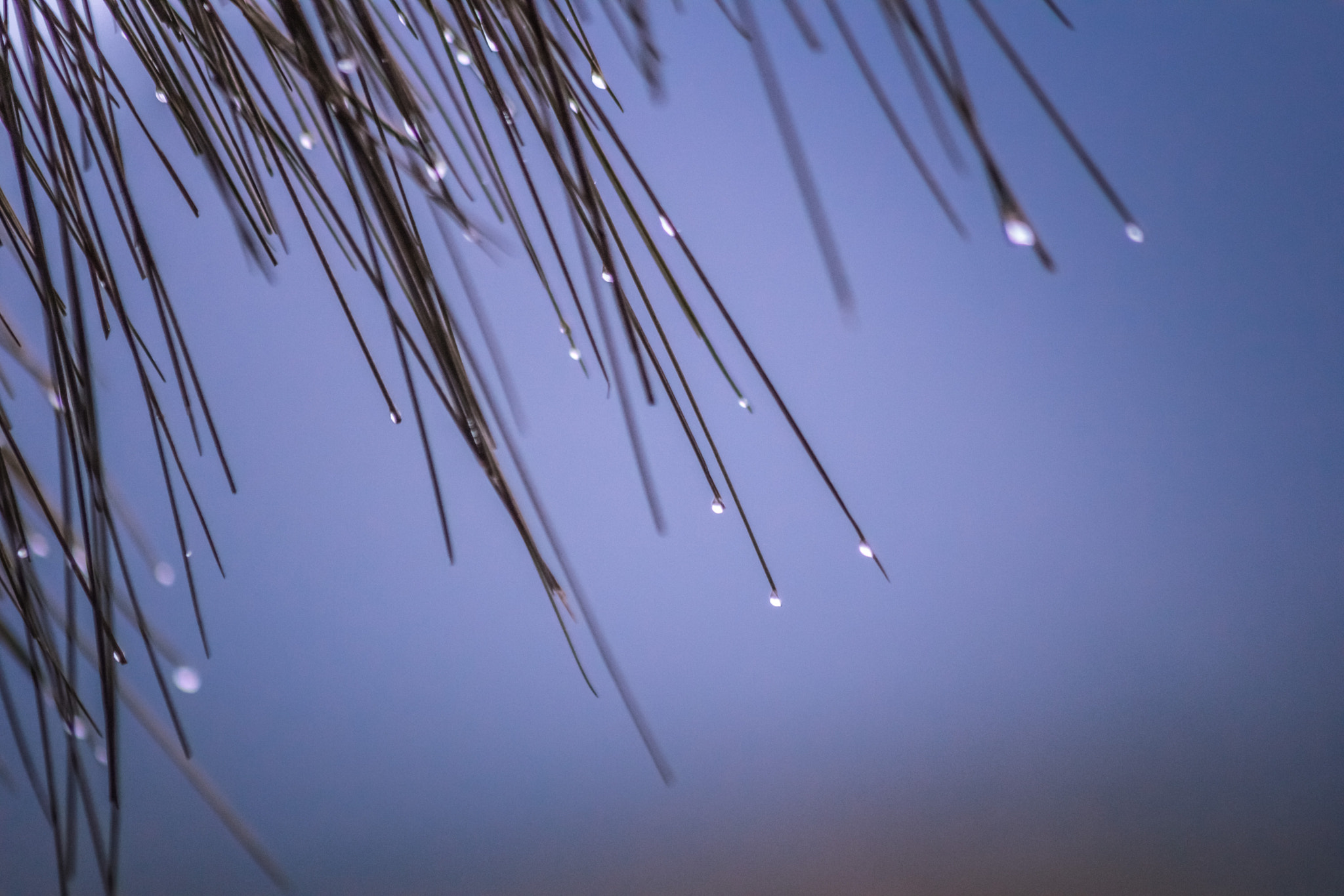 Sigma 70-300mm F4-5.6 APO DG Macro sample photo. Como una invocación a la lluvia photography