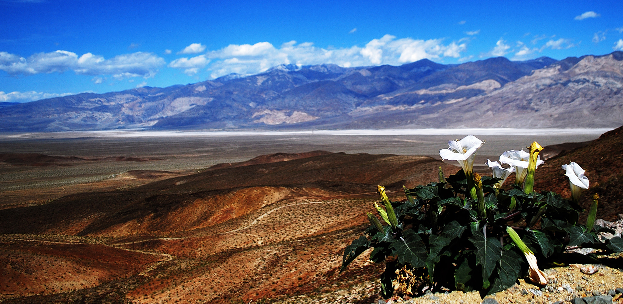 Nikon D40X sample photo. Sacred datura photography
