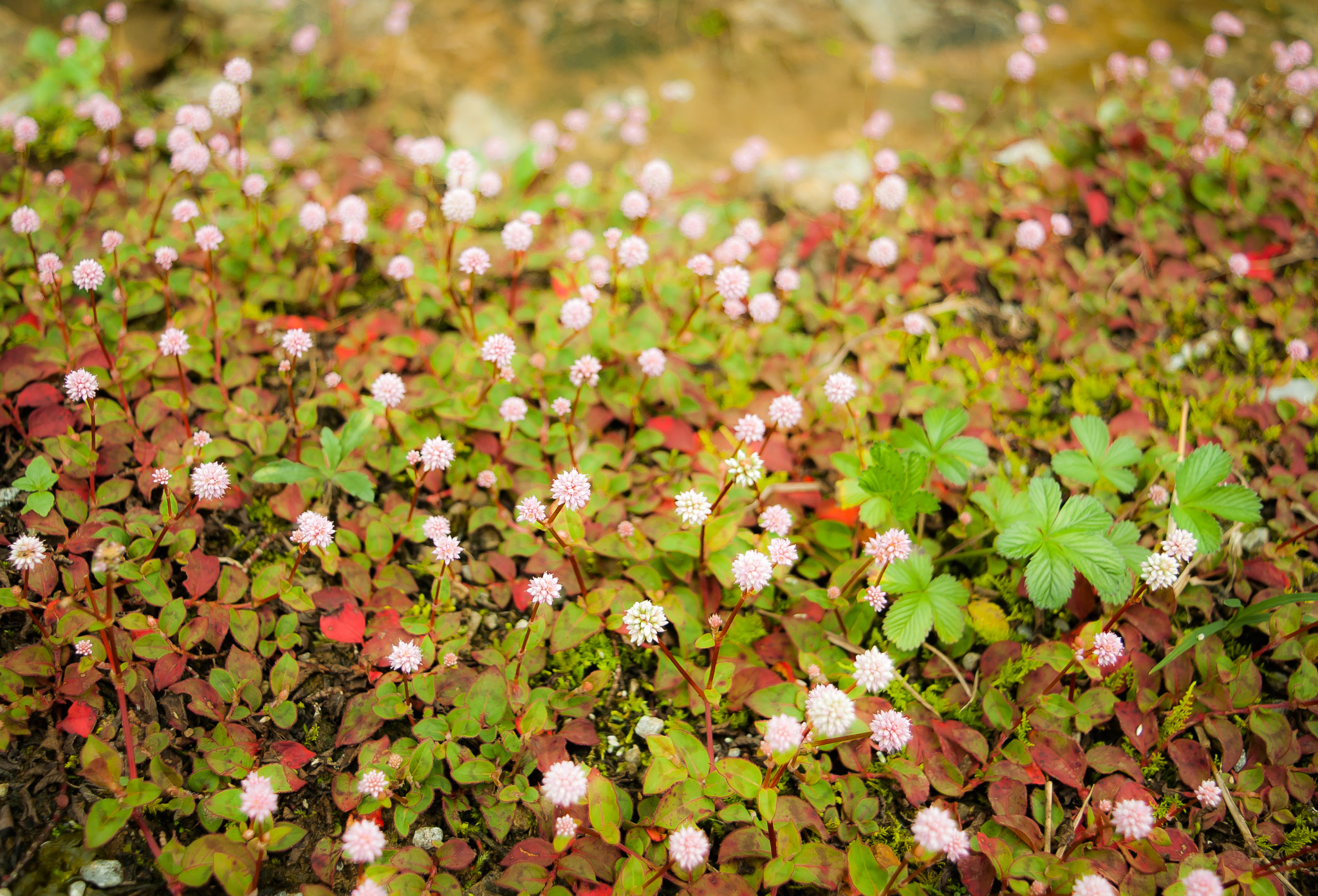 Nikon D200 sample photo. The dreamy photography