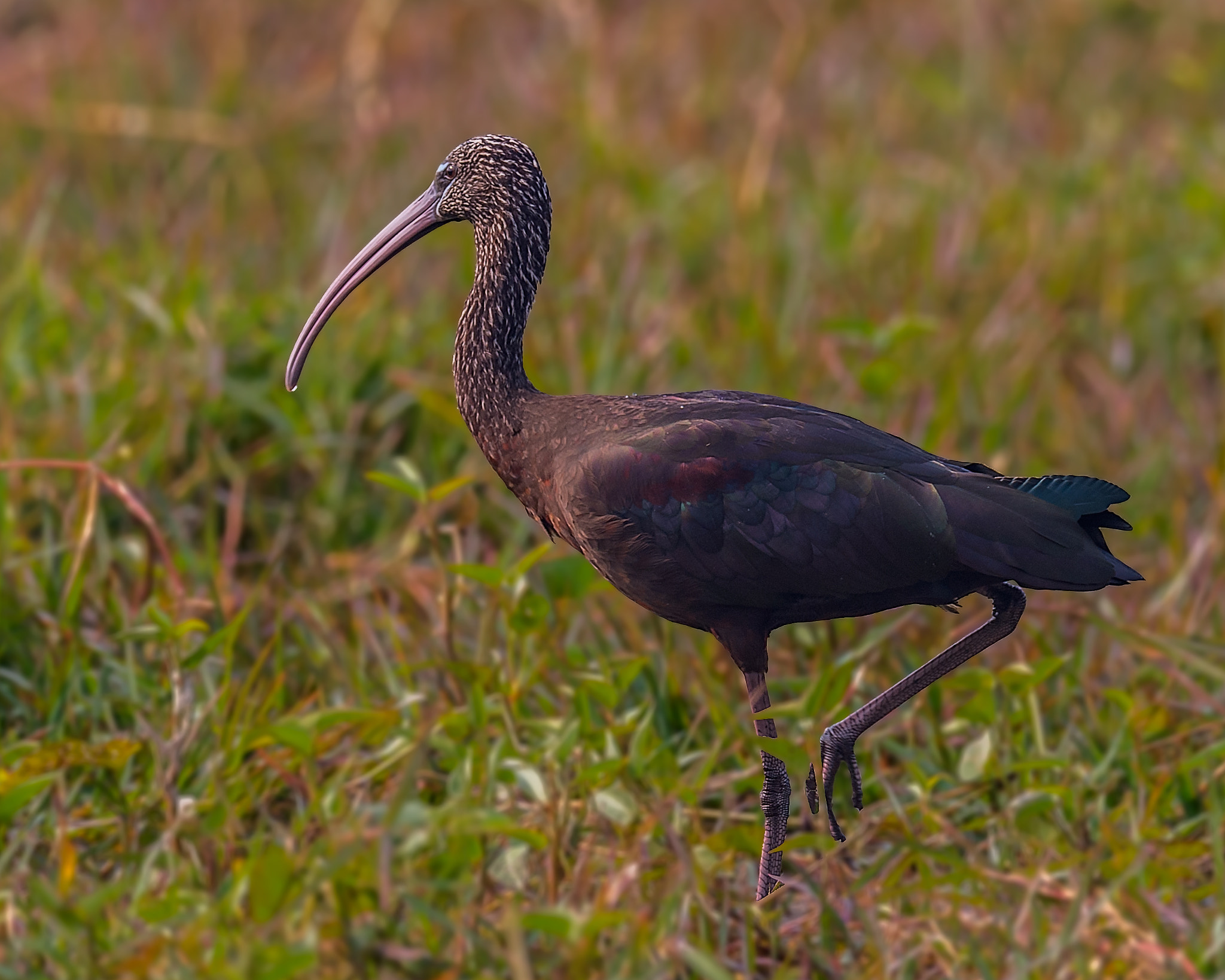 Nikon D4 + Sigma 24-60mm F2.8 EX DG sample photo. The one with glossy feathers photography