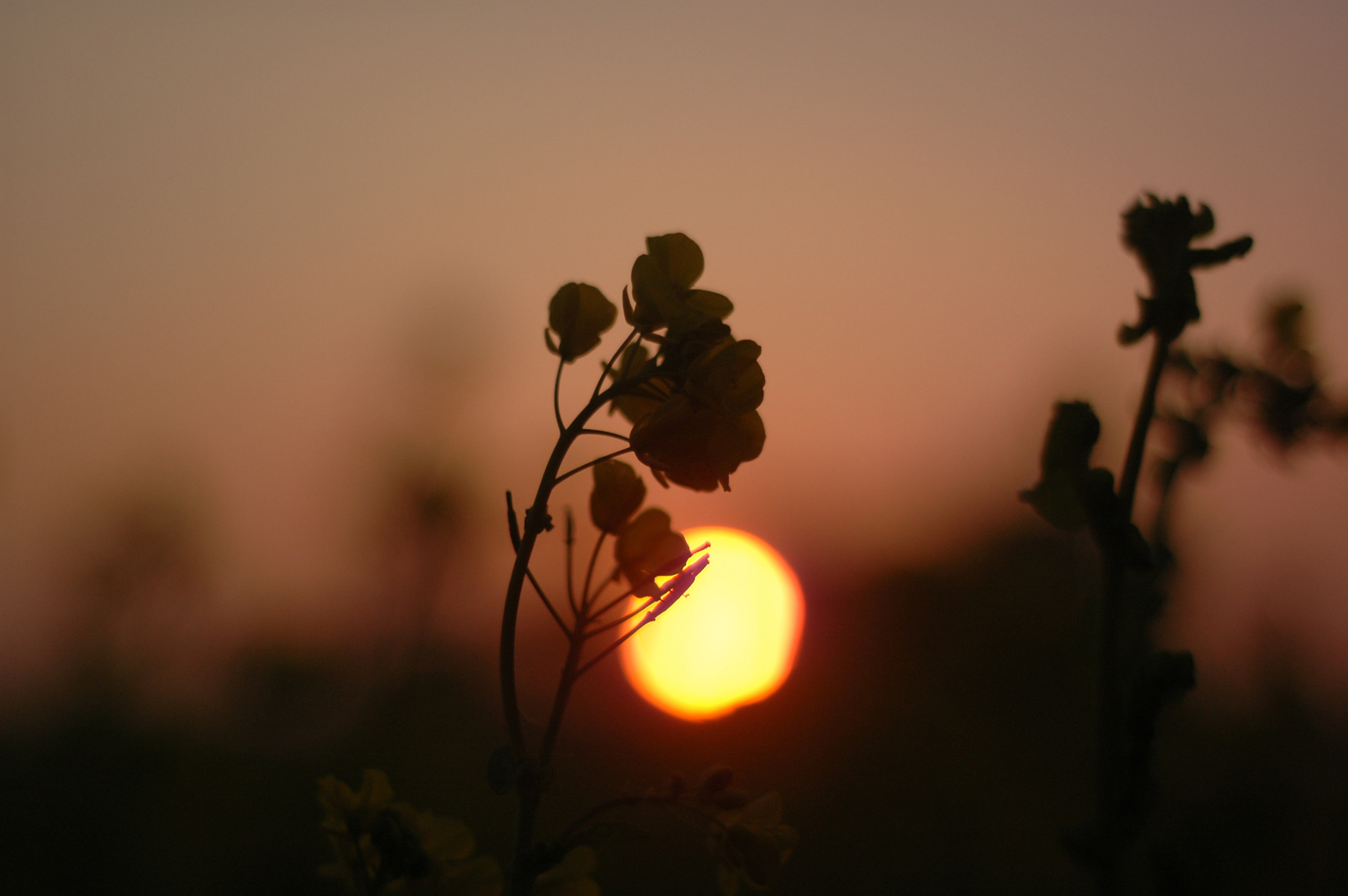 Nikon D70 + AF Nikkor 50mm f/1.8 N sample photo. Sunset / 日暮れの菜の花 photography