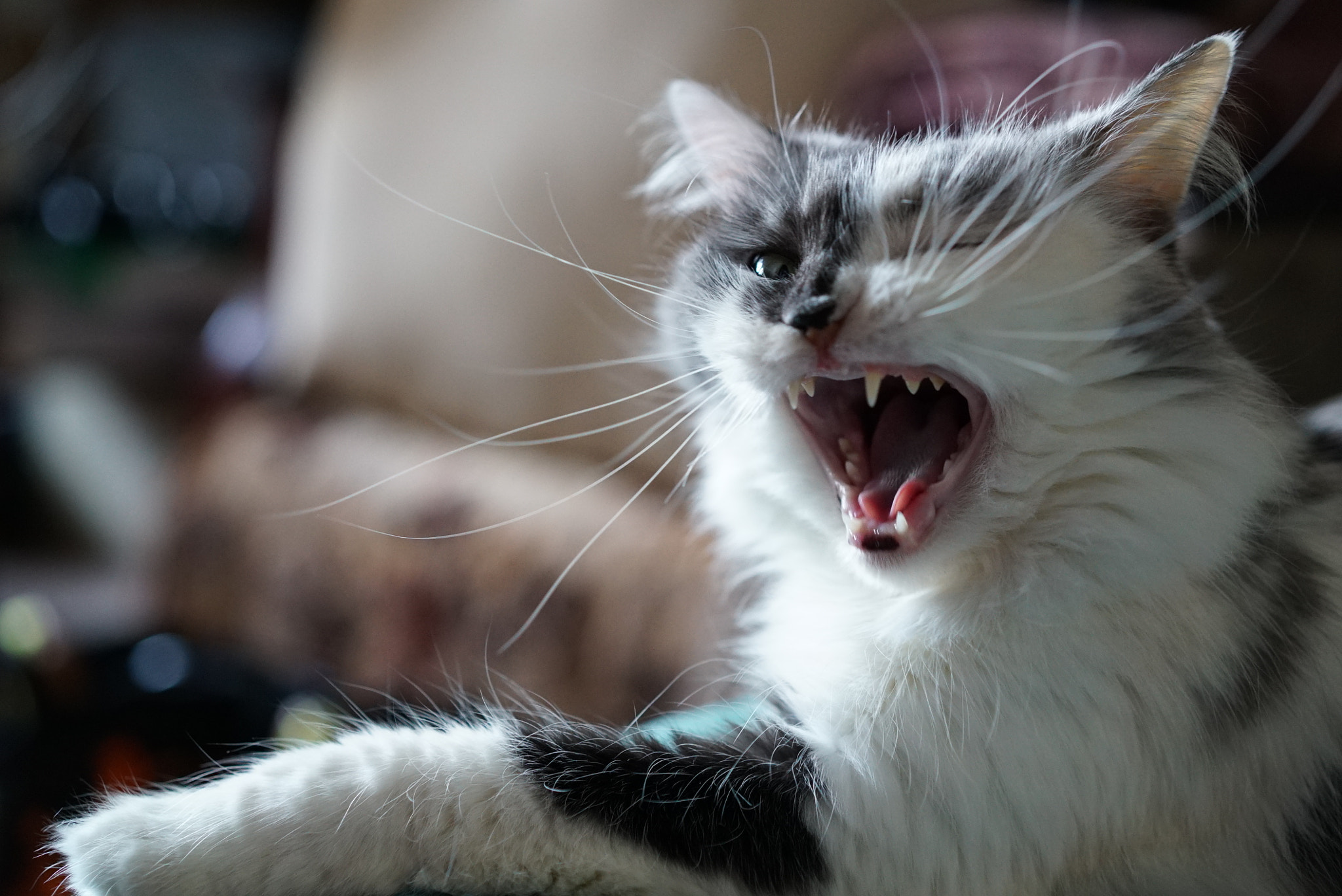 Sony a7S + Sony Sonnar T* FE 55mm F1.8 ZA sample photo. Rusya cat photography