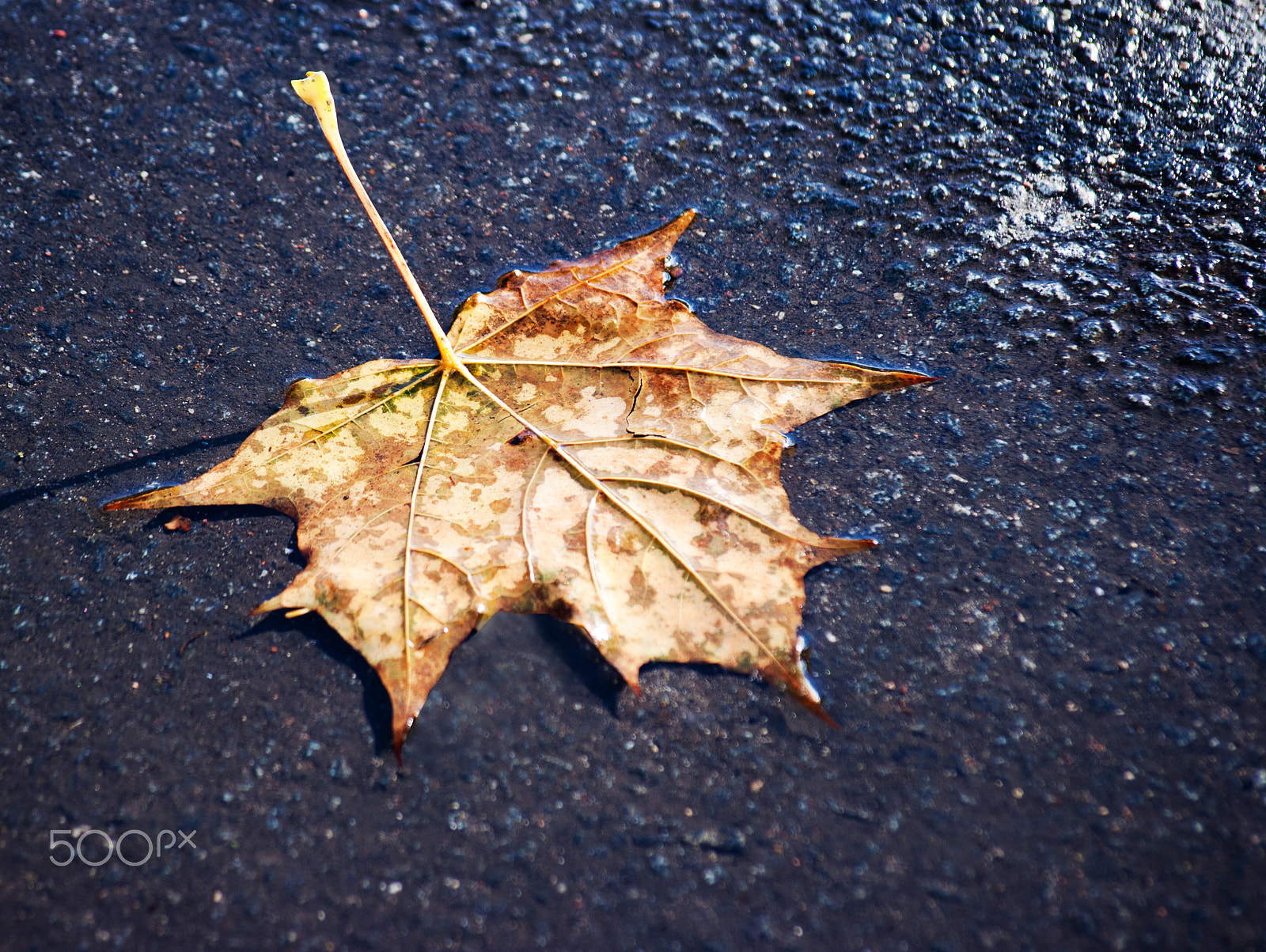 Canon EOS 400D (EOS Digital Rebel XTi / EOS Kiss Digital X) + Sigma 50-200mm F4-5.6 DC OS HSM sample photo. Fallen leaf on the wet sidewalk photography