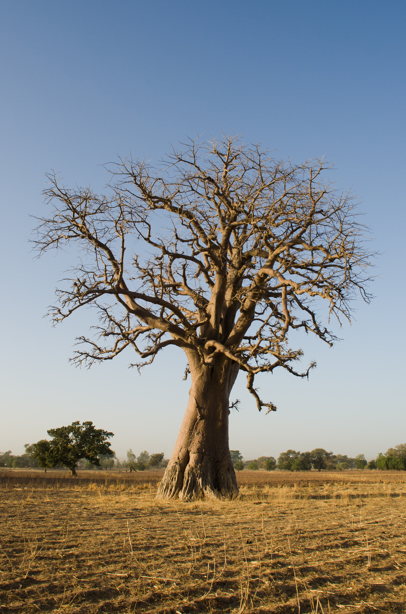 Sigma 18-50mm F2.8-4.5 DC OS HSM sample photo. Big baobab in burkina photography
