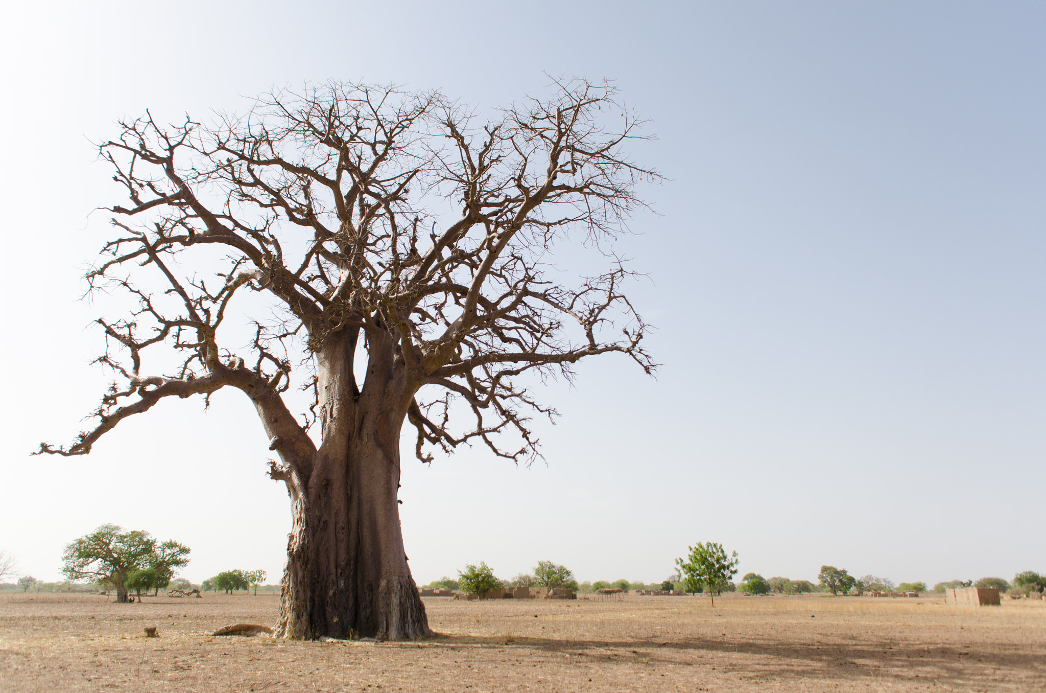 Sigma 18-50mm F2.8-4.5 DC OS HSM sample photo. Grand baobab photography
