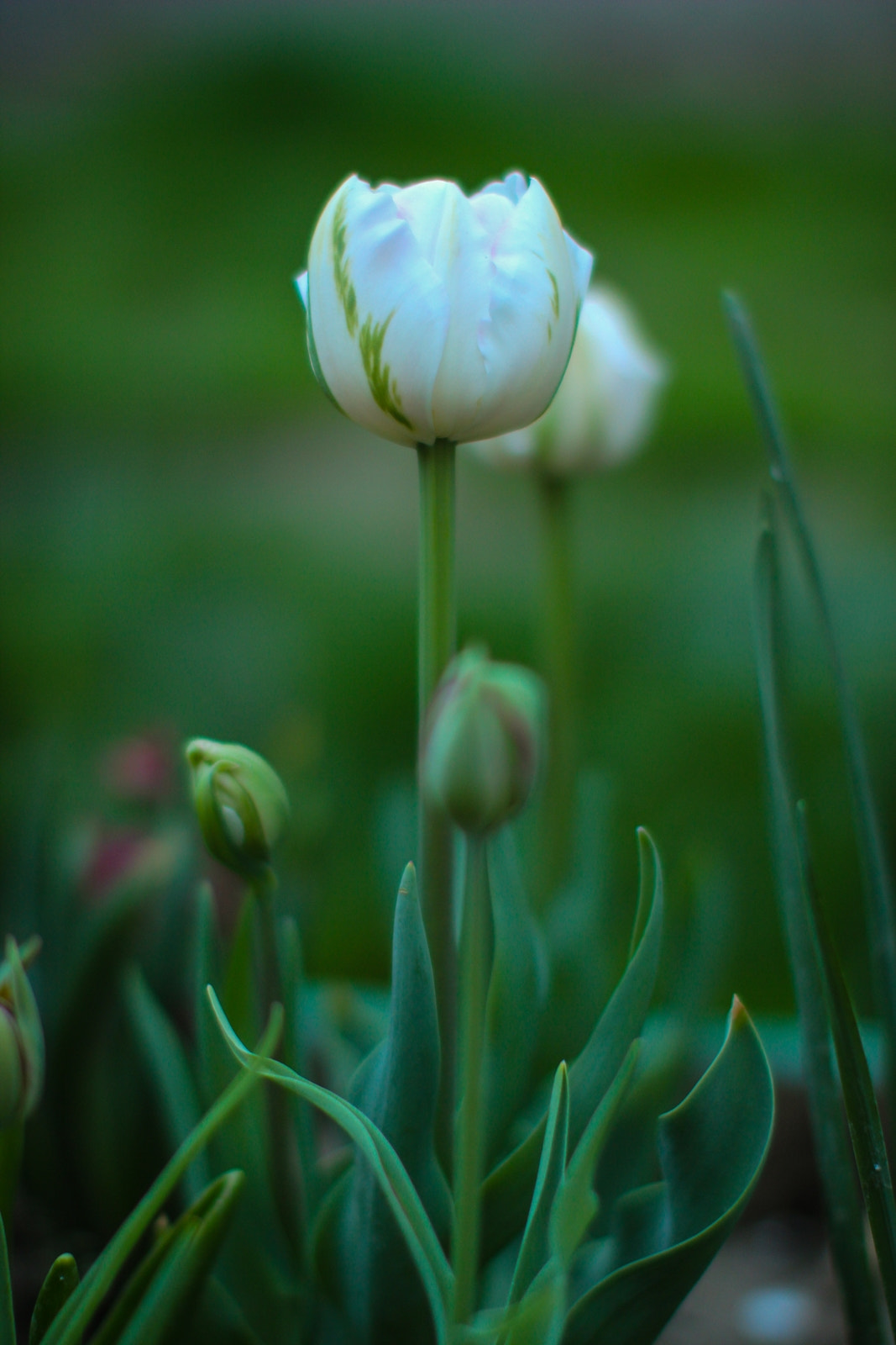 Canon EOS 600D (Rebel EOS T3i / EOS Kiss X5) + Canon EF 50mm F1.2L USM sample photo. Alb photography