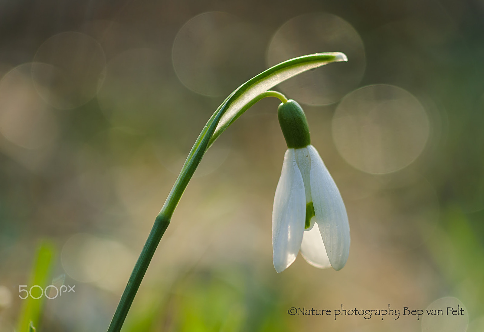 Nikon D7000 + Sigma 50mm F2.8 EX DG Macro sample photo. Snowdrop at a sunny morning photography