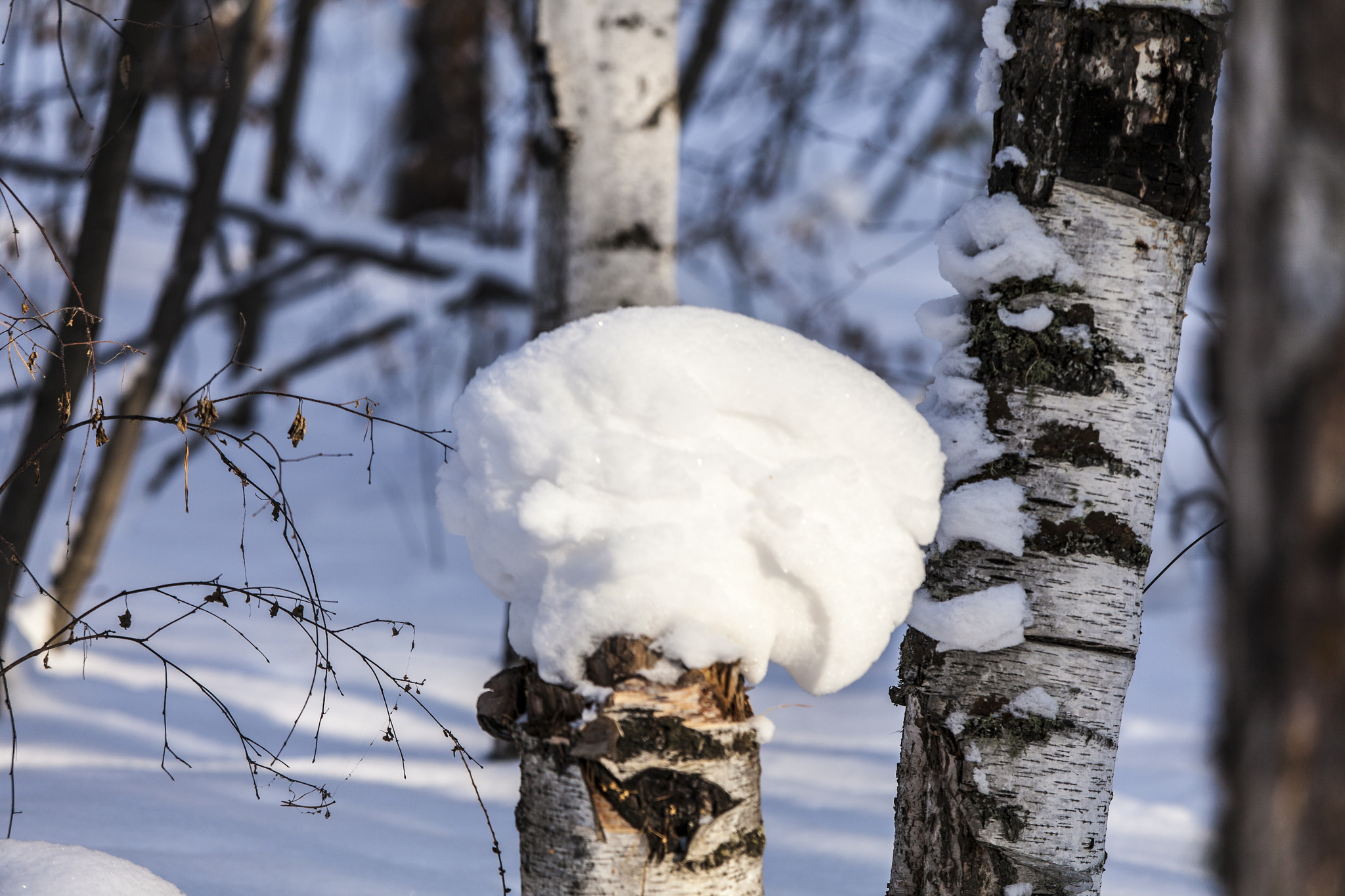 Canon EF 80-200mm f/2.8L sample photo. Snow hats are in fashion again photography