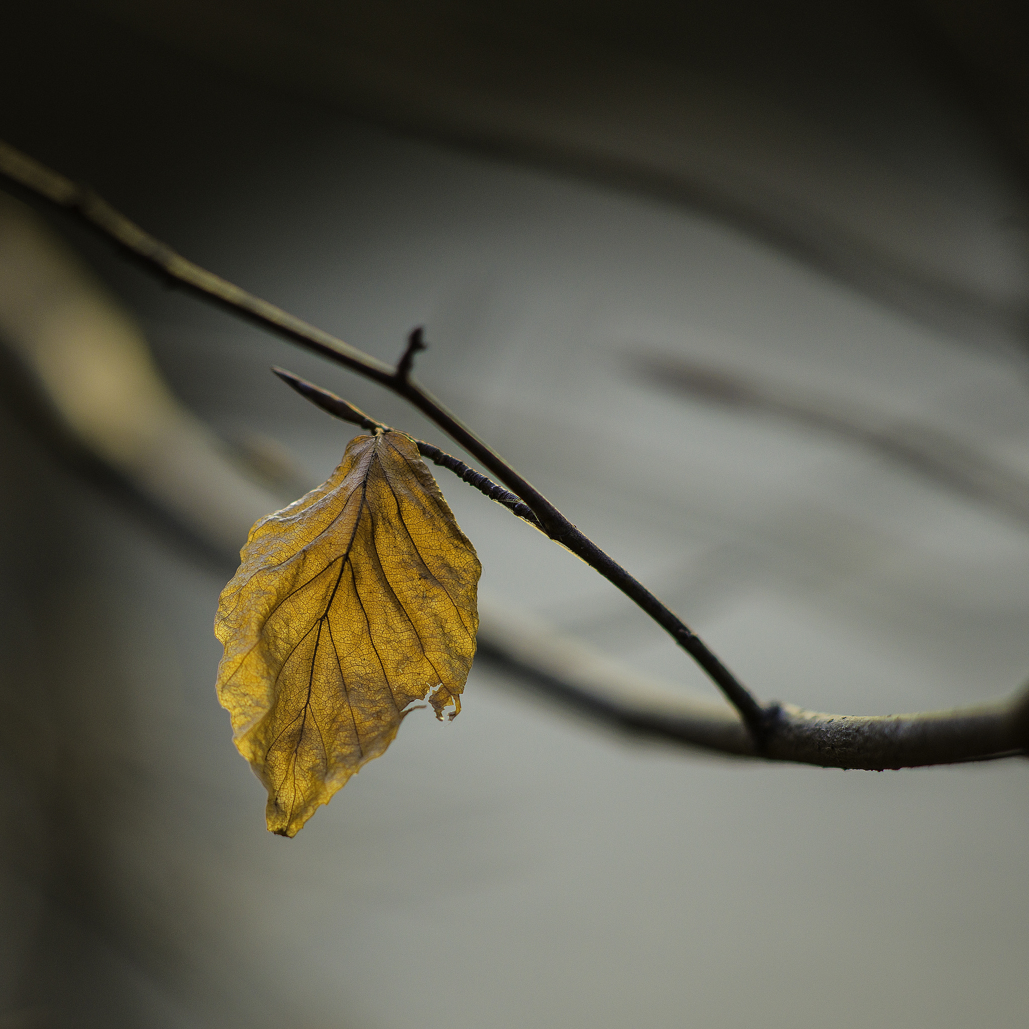 Hasselblad H5D sample photo. Gold and grey photography