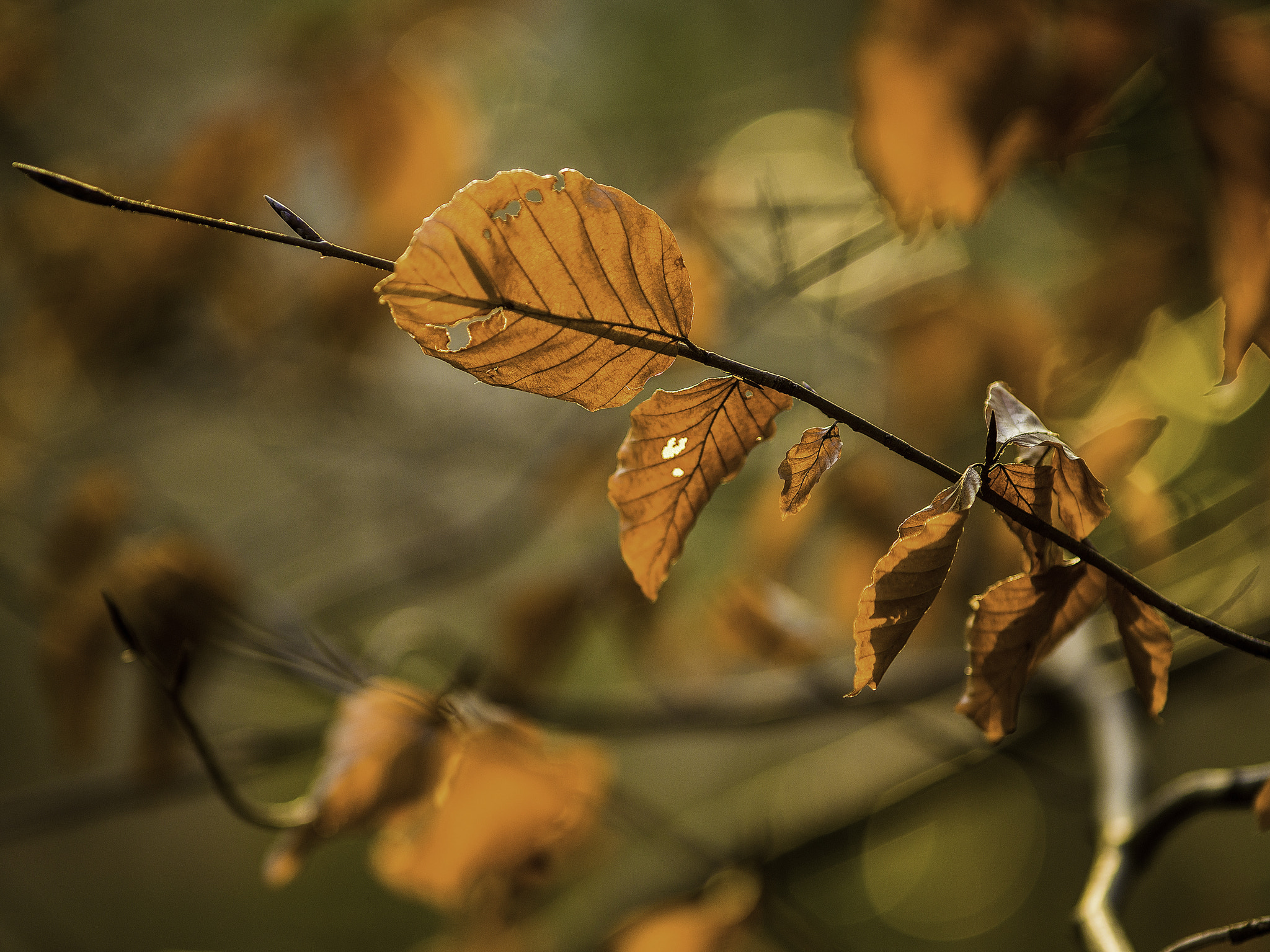 Hasselblad H5D + HC 150N sample photo. Morning light photography