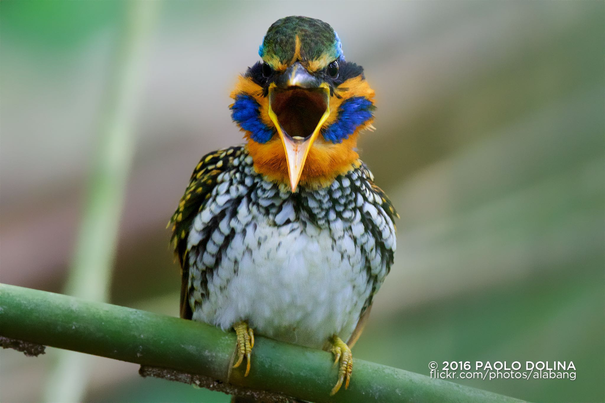 Canon EF 800mm F5.6L IS USM sample photo. Spotted wood kingfisher (actenoides lindsayi) photography