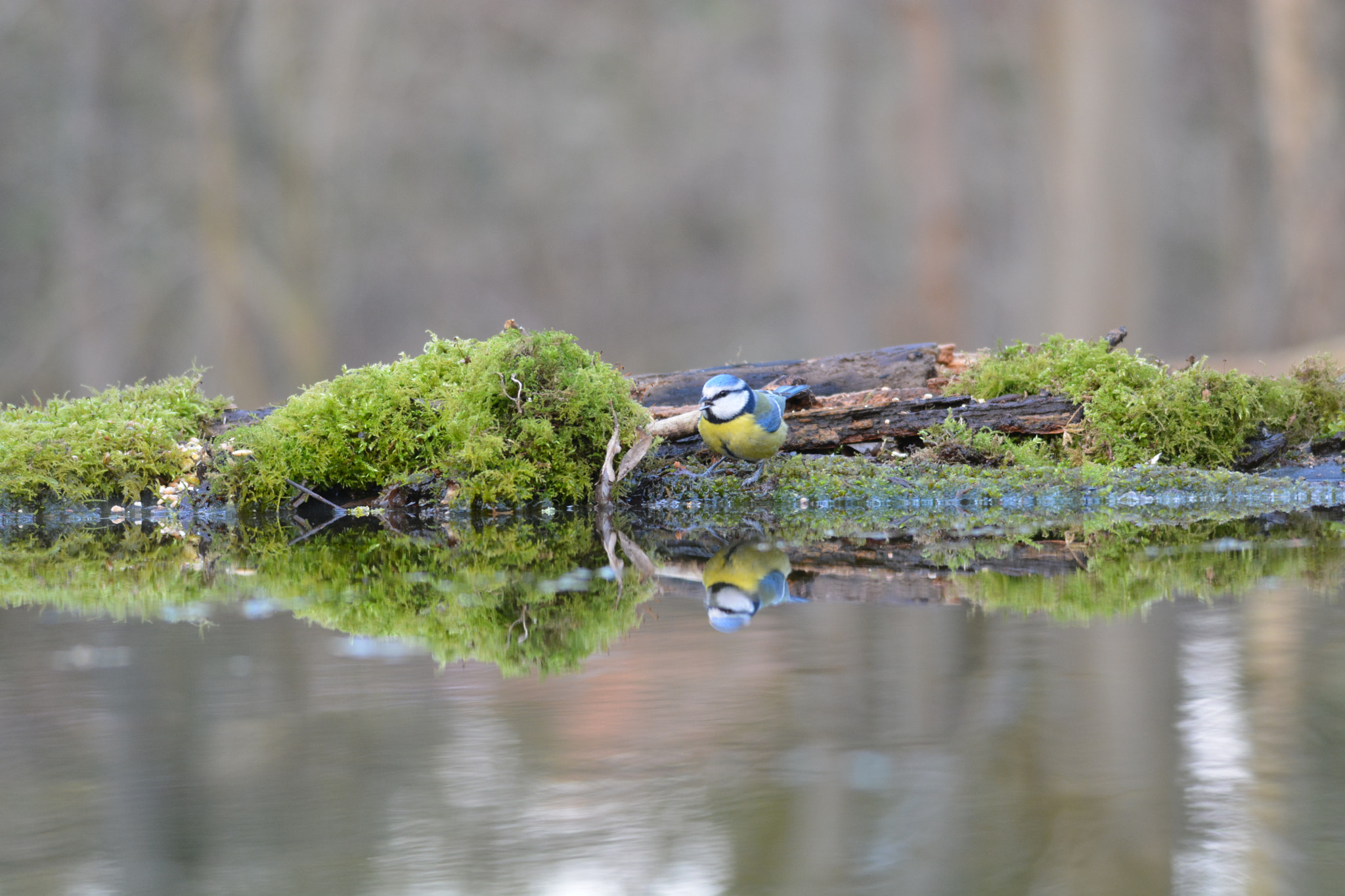Sigma 120-400mm F4.5-5.6 DG OS HSM sample photo