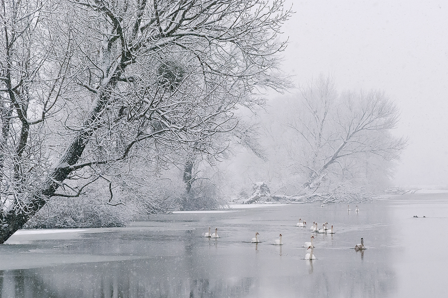 Sony Alpha DSLR-A230 sample photo. Swan lake photography