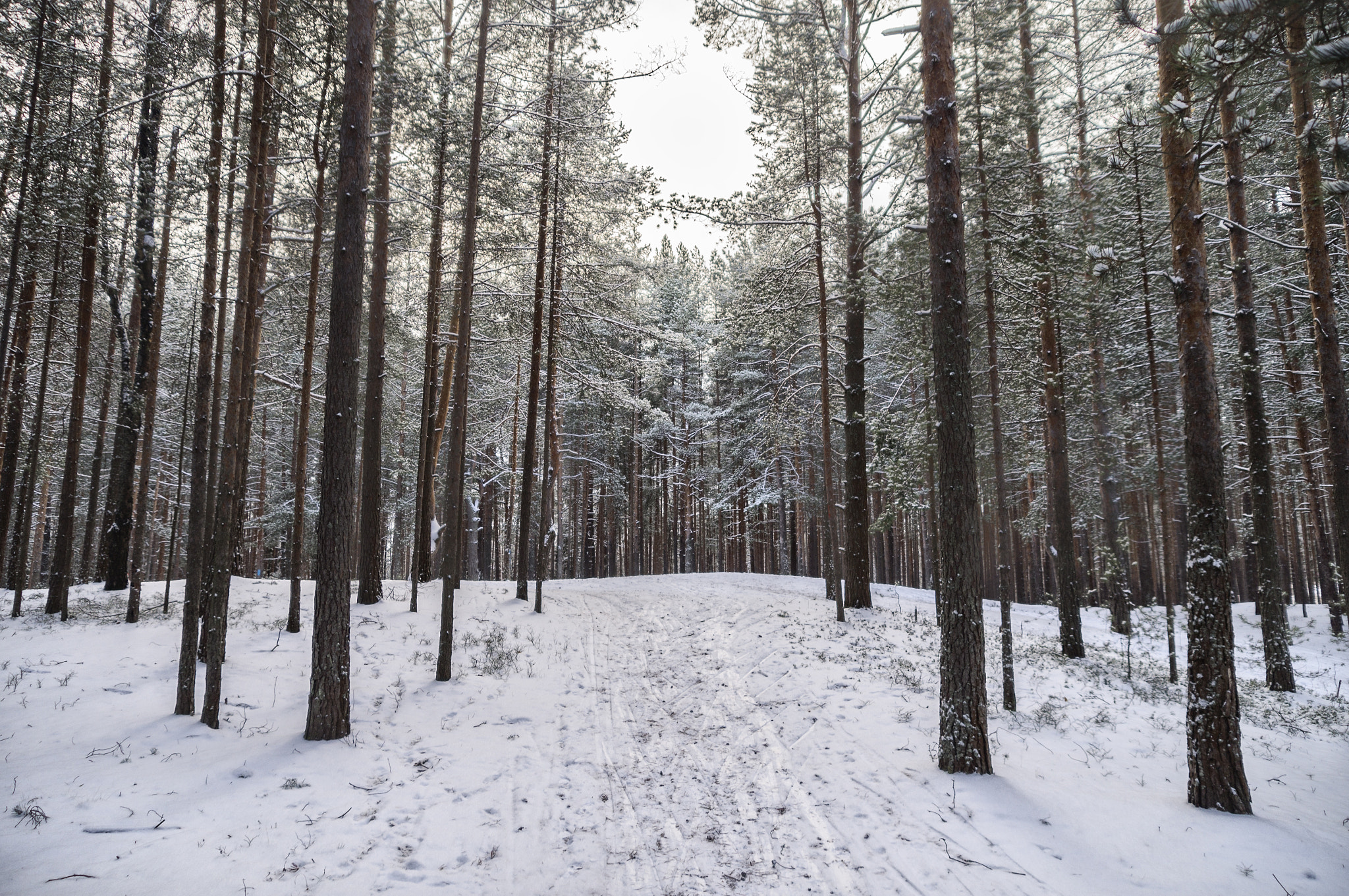 Sony SLT-A35 sample photo. Pines photography
