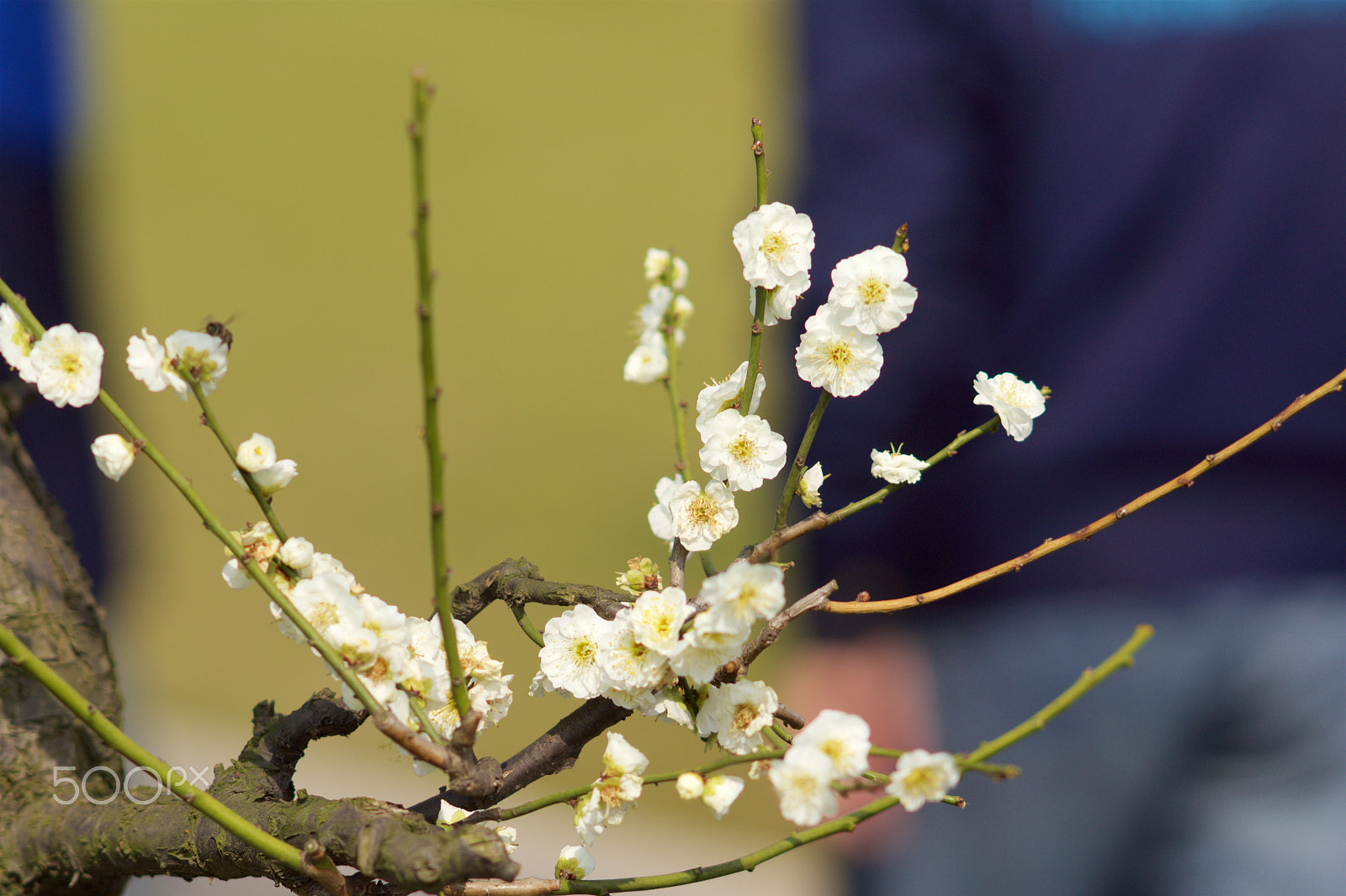 Sony Sonnar T* 135mm F1.8 ZA sample photo. Dsc00441 - 版本 2 photography