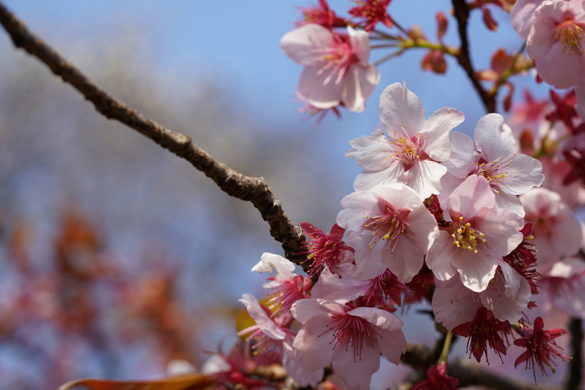 Sony a7R II + Sony FE 90mm F2.8 Macro G OSS sample photo. Sakura photography