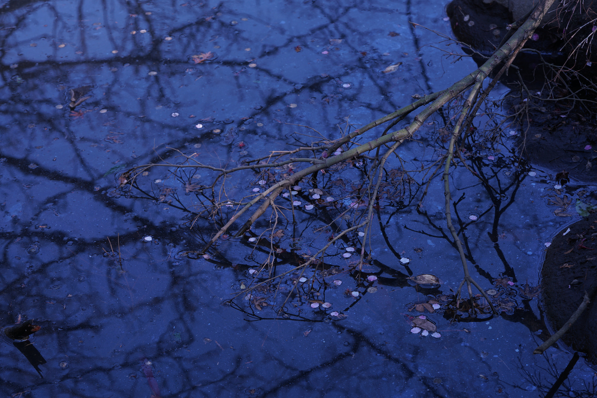 Sony a7R II + Sony FE 90mm F2.8 Macro G OSS sample photo. Sakura in blue photography
