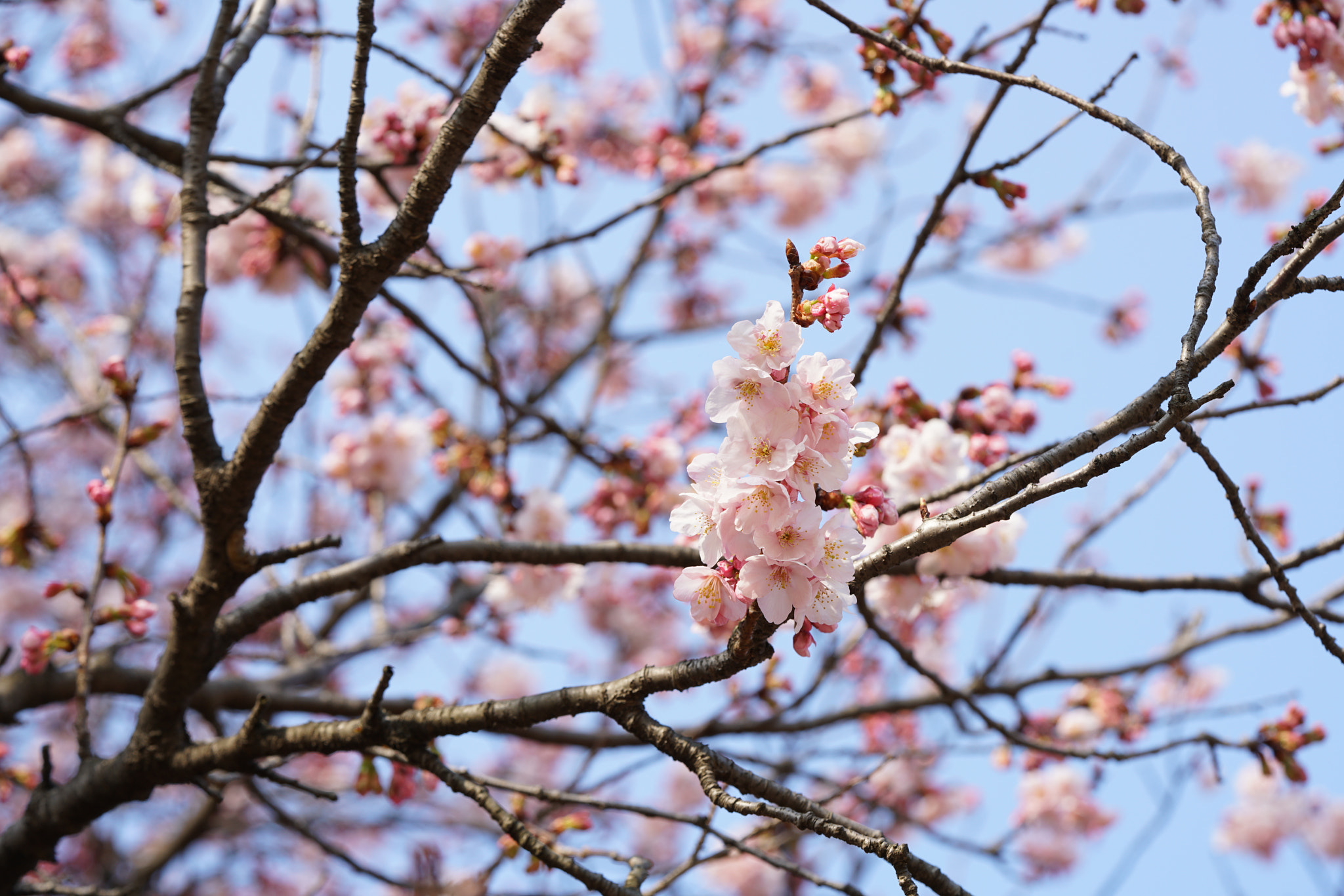Sony a7R II + Sony FE 90mm F2.8 Macro G OSS sample photo. Sakura photography