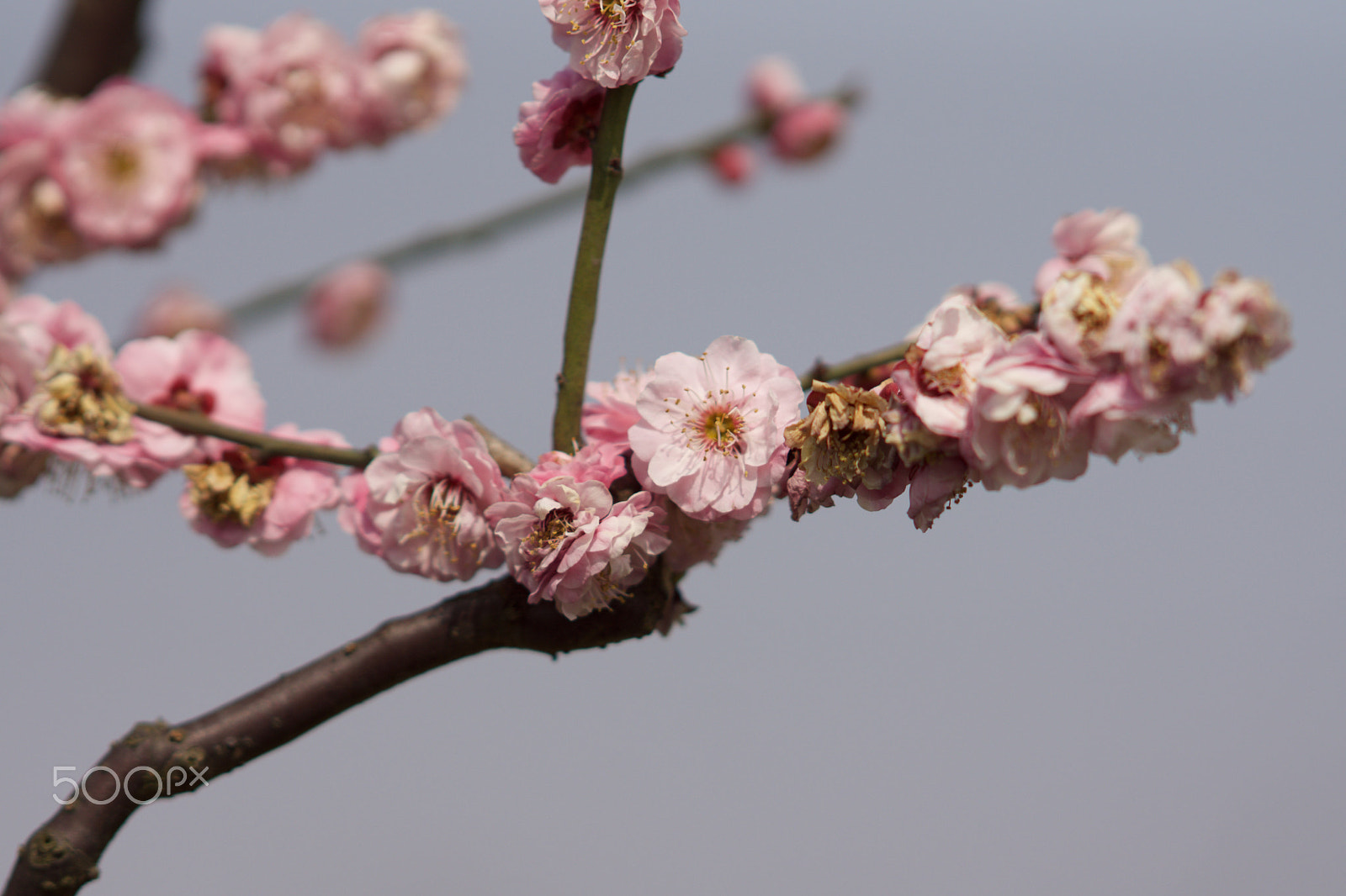 Sony Sonnar T* 135mm F1.8 ZA sample photo. Dsc00442 photography