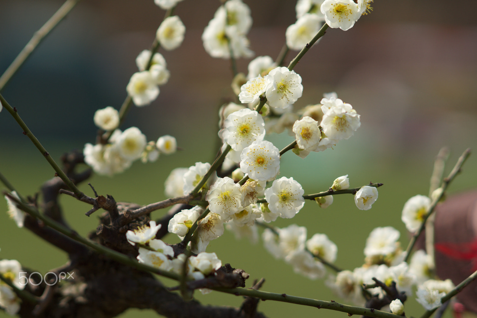 Sony Sonnar T* 135mm F1.8 ZA sample photo. Dsc00443 photography