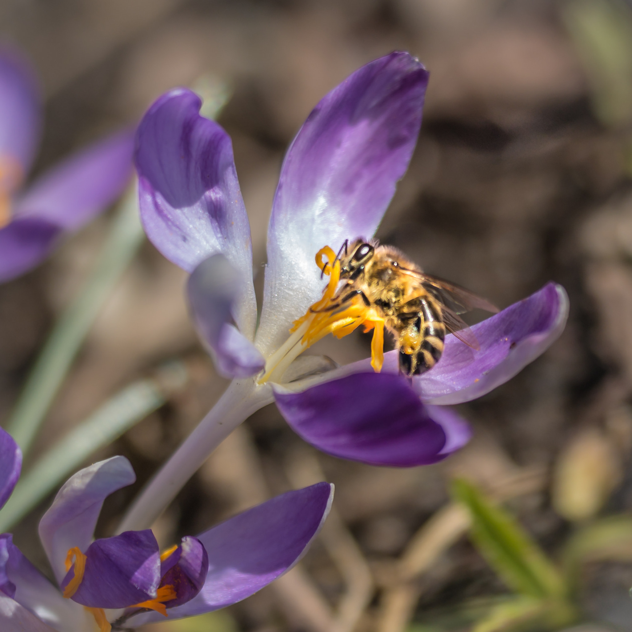 Sigma 150mm f/2.8 EX DG OS HSM APO Macro sample photo. Honigbiene 4 photography