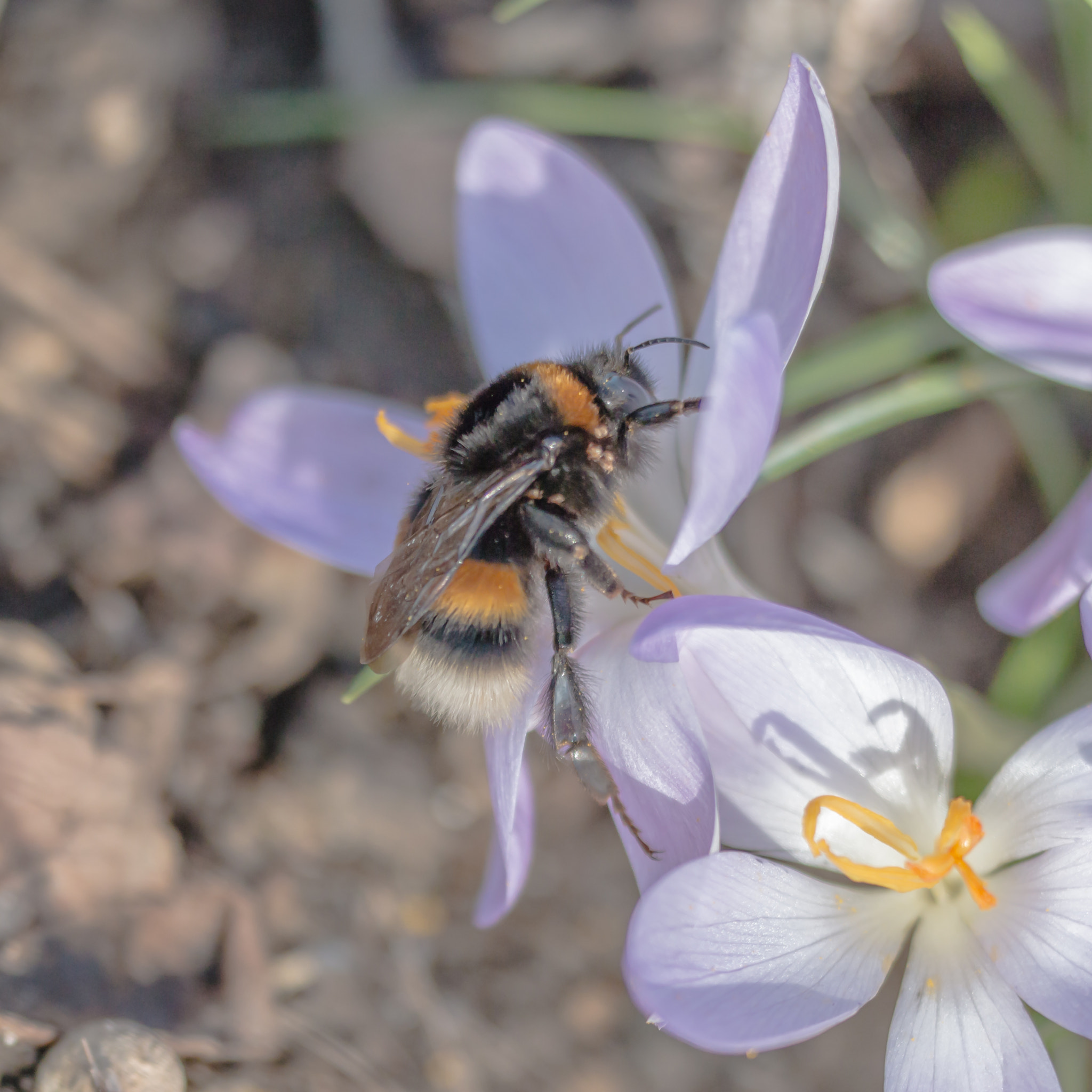 Sigma 150mm f/2.8 EX DG OS HSM APO Macro sample photo. Erdhummel 2 photography