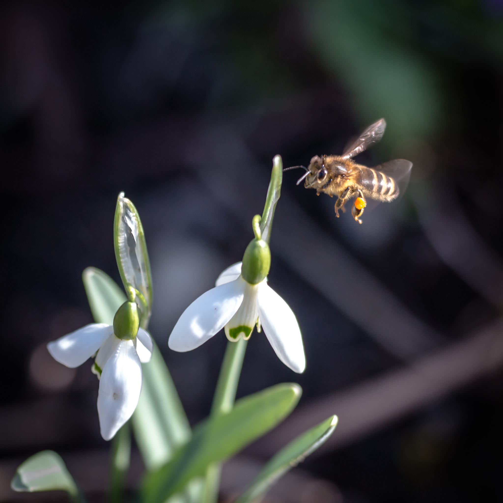 Sigma 150mm f/2.8 EX DG OS HSM APO Macro sample photo. Honigbiene 6 photography