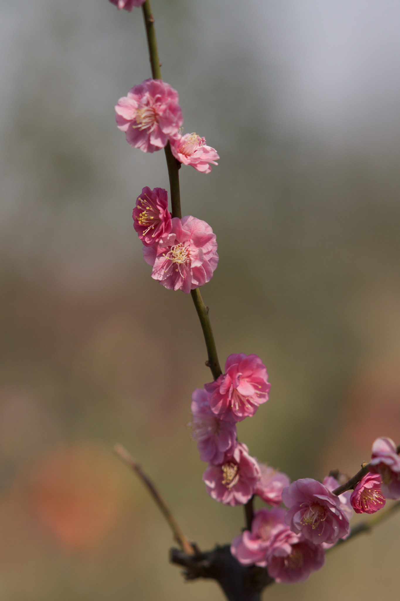 Sony Sonnar T* 135mm F1.8 ZA sample photo. Dsc00446 photography