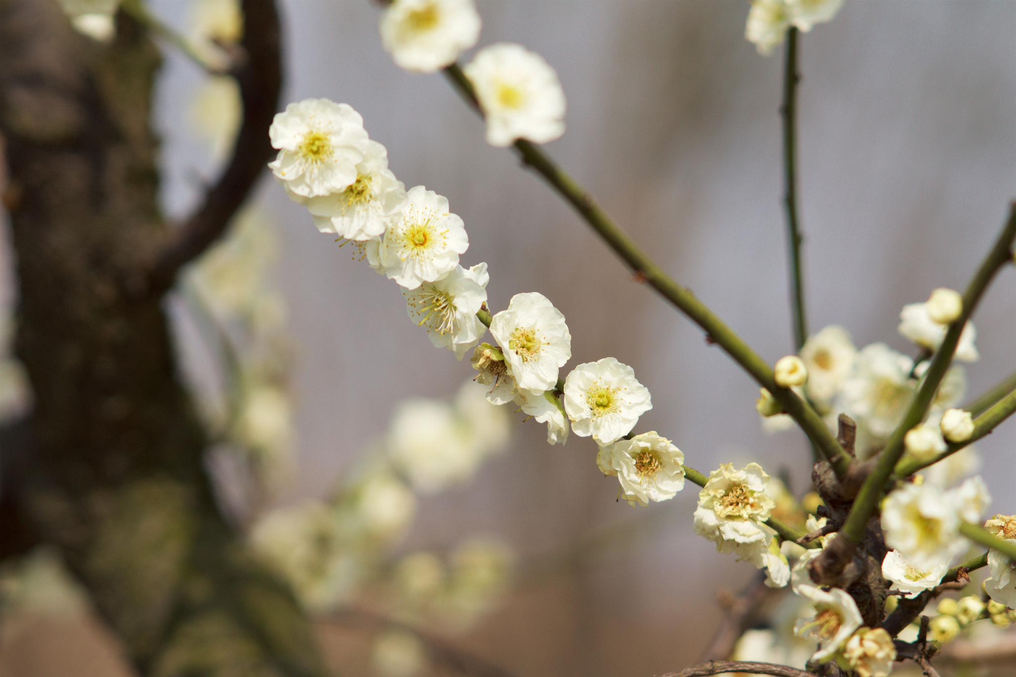 Sony Sonnar T* 135mm F1.8 ZA sample photo. Dsc00449 - 版本 2 photography