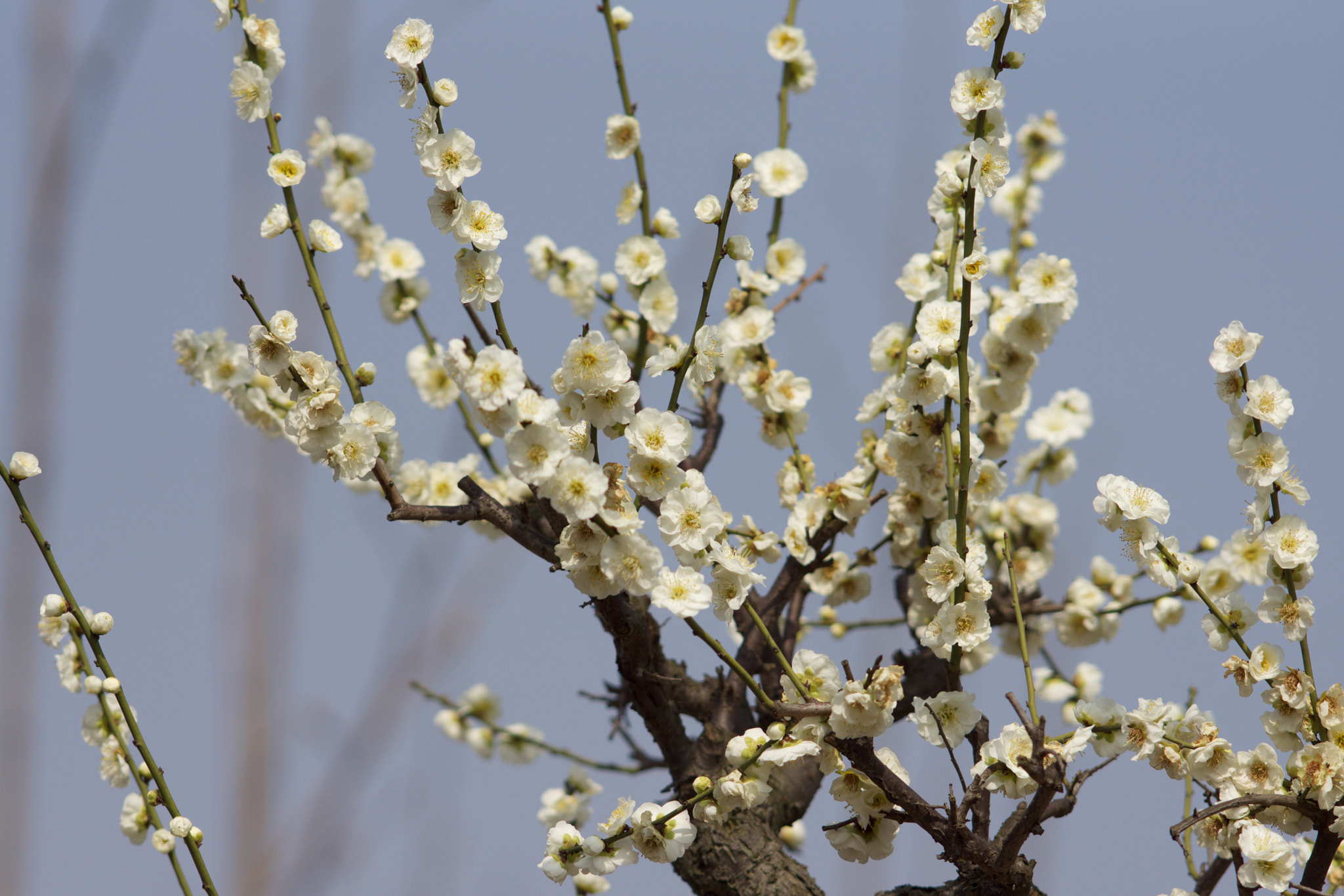 Sony Sonnar T* 135mm F1.8 ZA sample photo. Dsc00459 photography