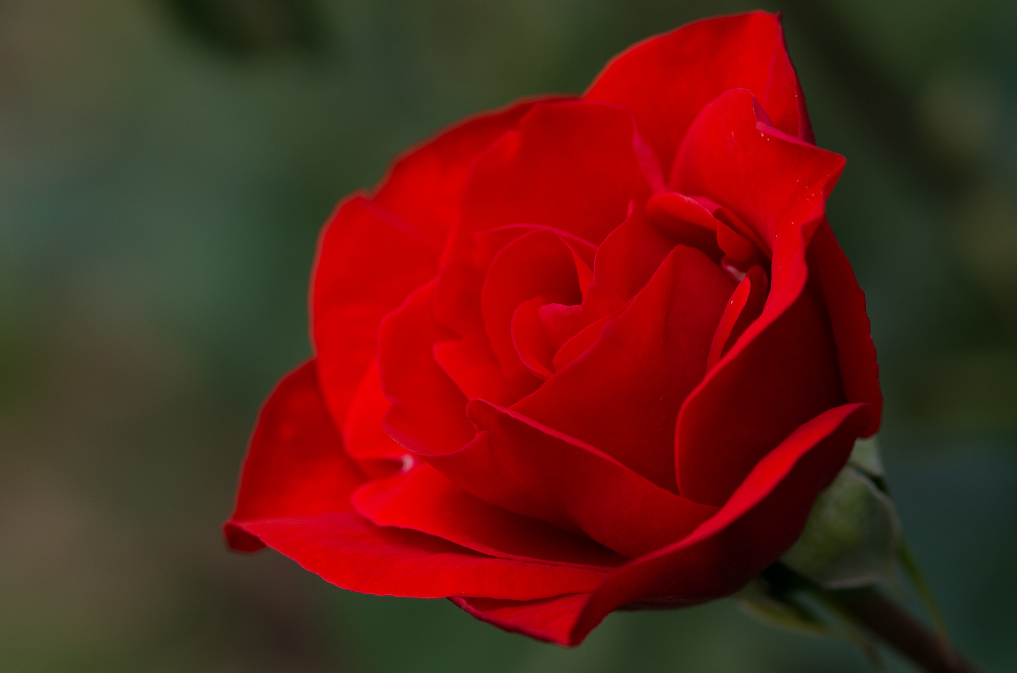 Pentax smc D-FA 100mm F2.8 Macro WR sample photo. Rose photography