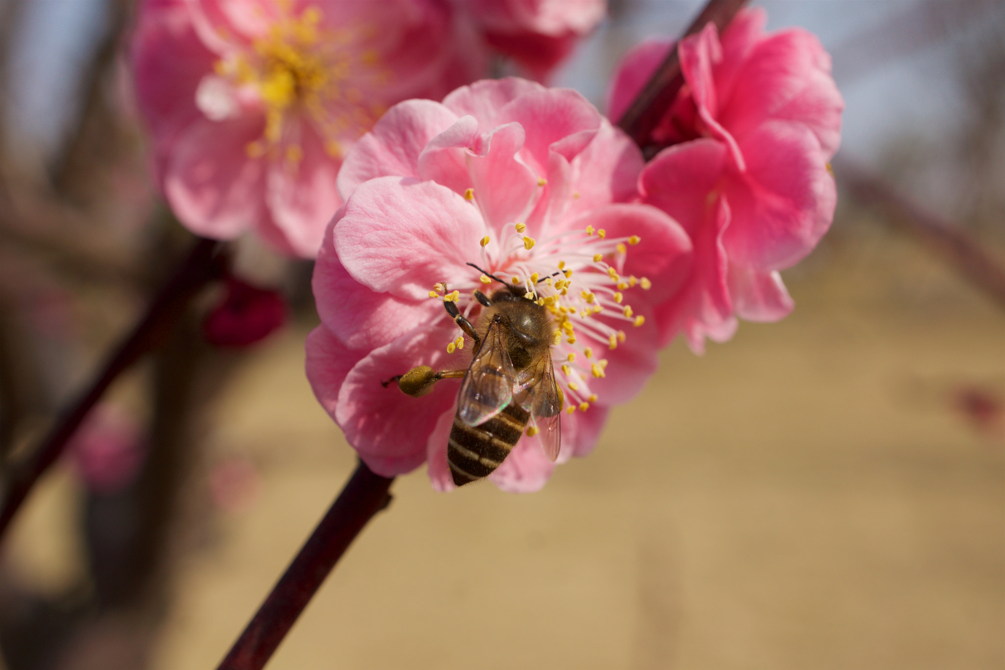 Sony Alpha NEX-7 + Sony E 30mm F3.5 sample photo. Dsc00464 - 版本 2 photography