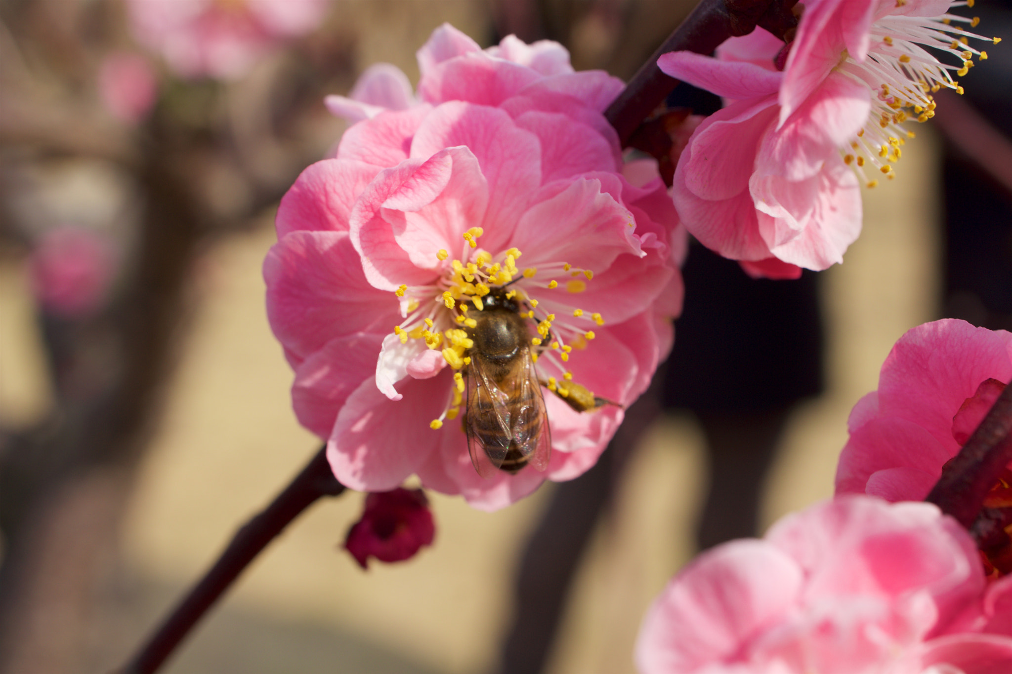 Sony Alpha NEX-7 + Sony E 30mm F3.5 sample photo. Dsc00467 - 版本 2 photography