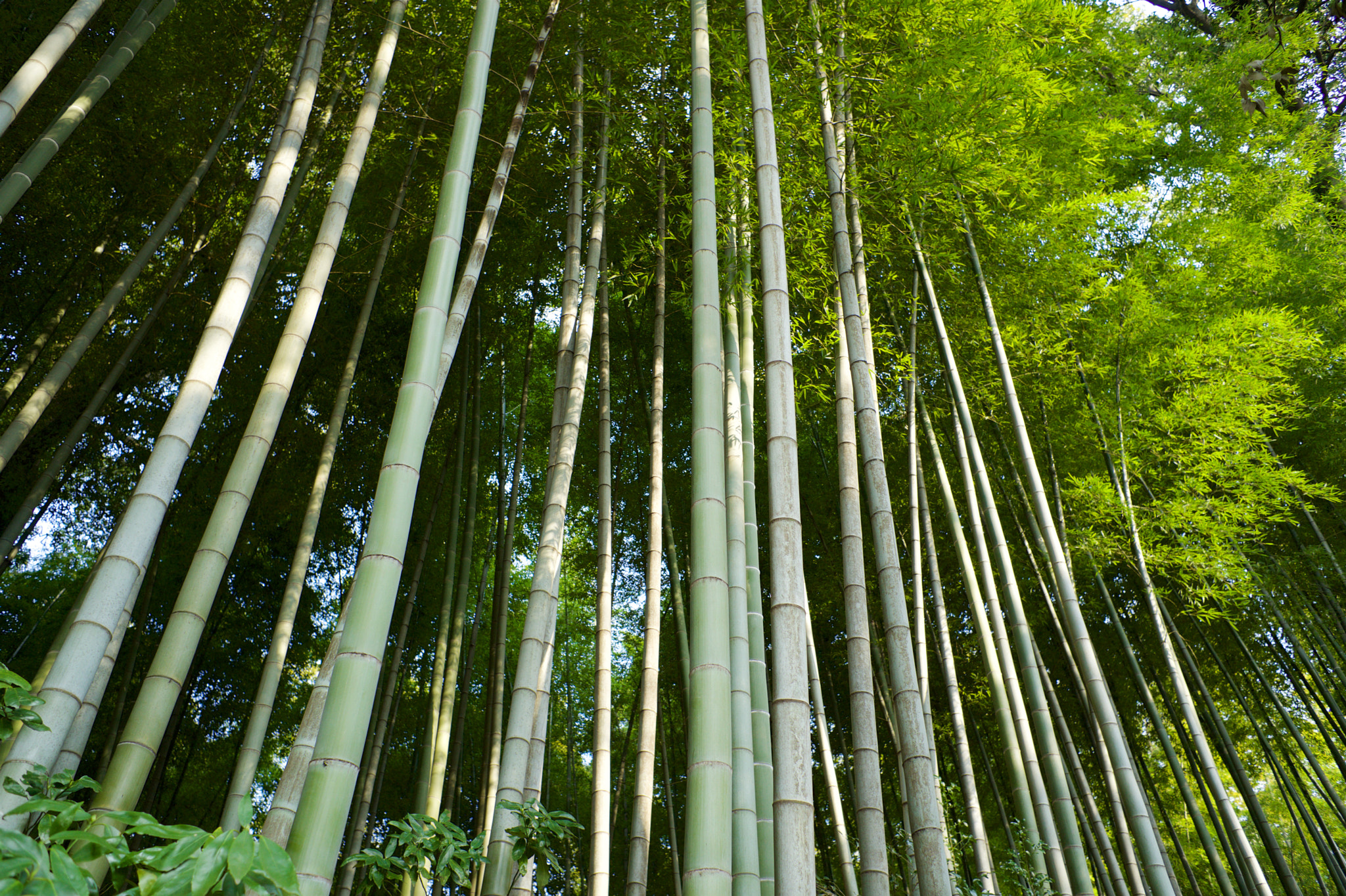 Sony a7 + Sony 28mm F2.8 sample photo. Trees 21 photography