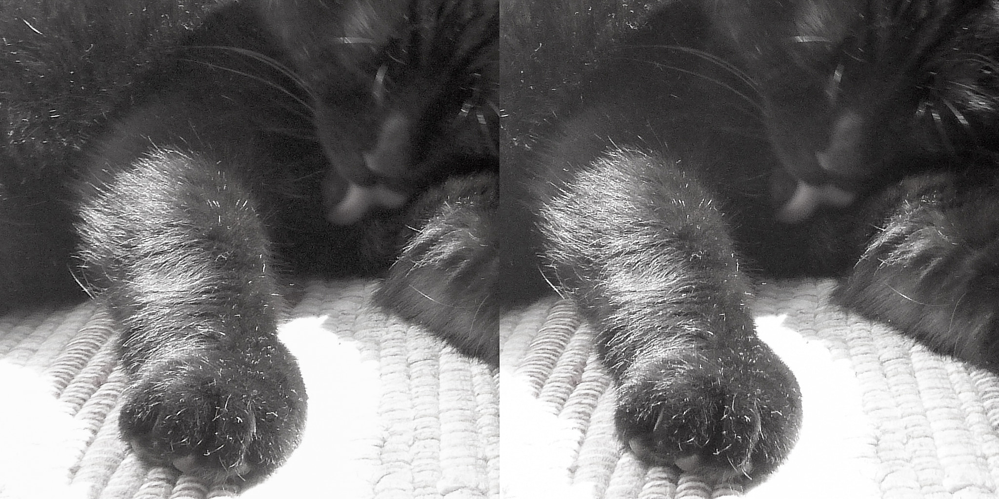 Panasonic DMC-3D1 sample photo. Black cat stereo (cross-eyed-viewing) photography