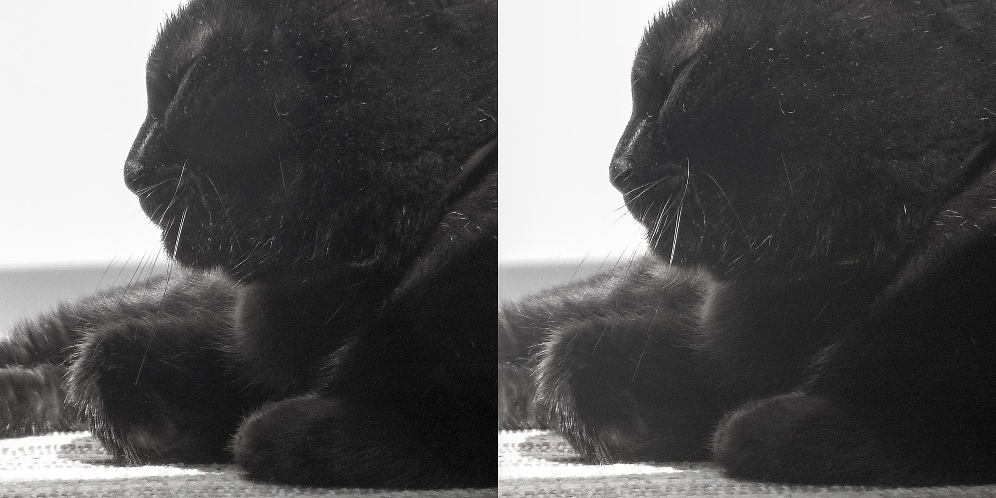 Panasonic DMC-3D1 sample photo. Black cat stereo (cross-eyed-viewing) photography