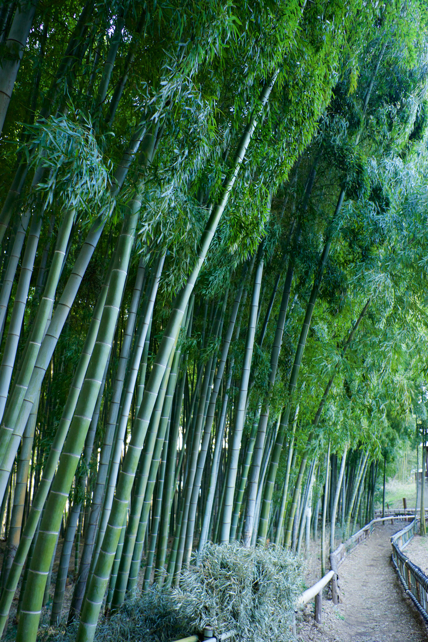 Sony a7 + Sony 28mm F2.8 sample photo. Trees 26 photography