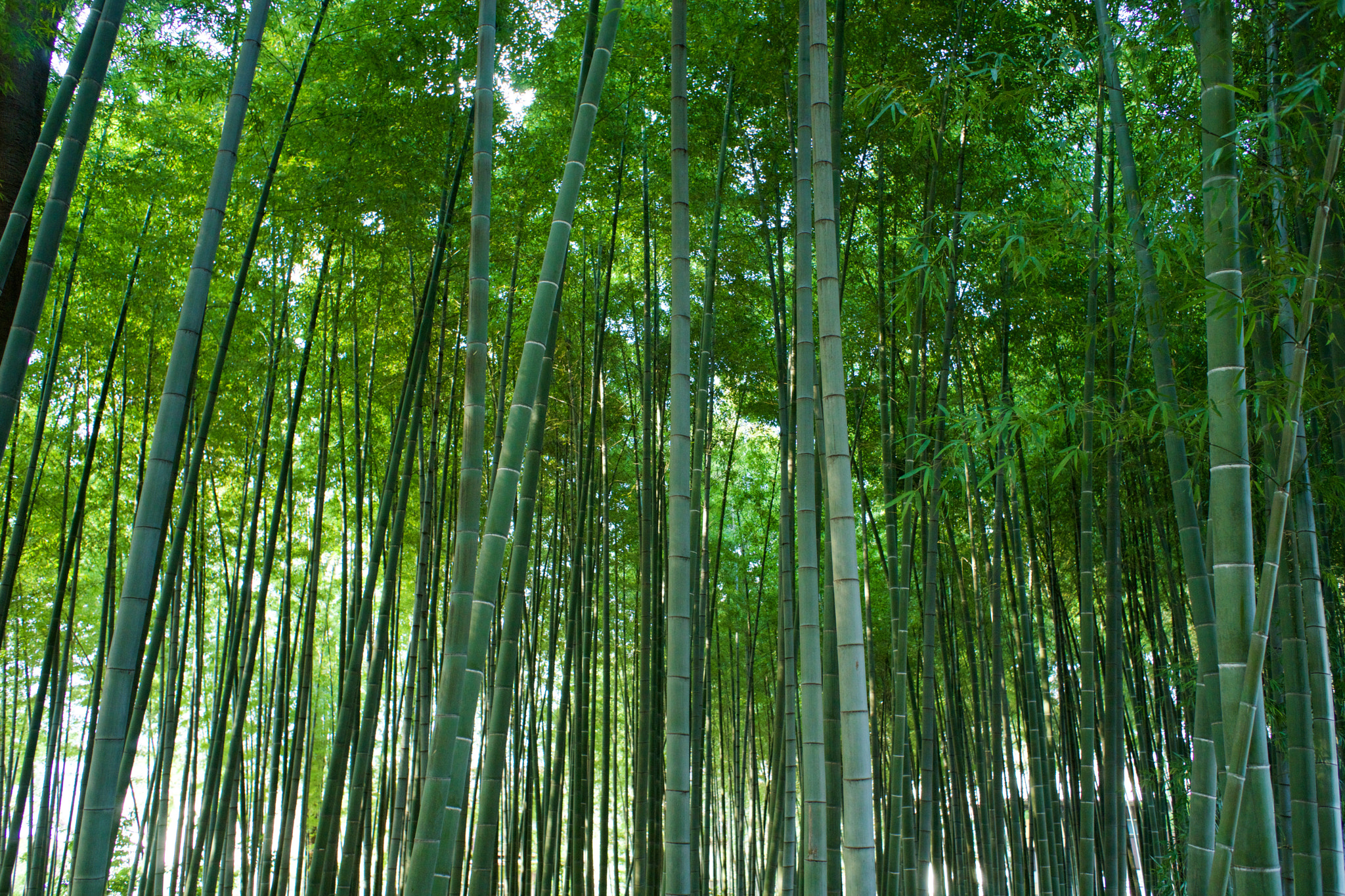 Sony a7 + Sony 28mm F2.8 sample photo. Trees 27 photography