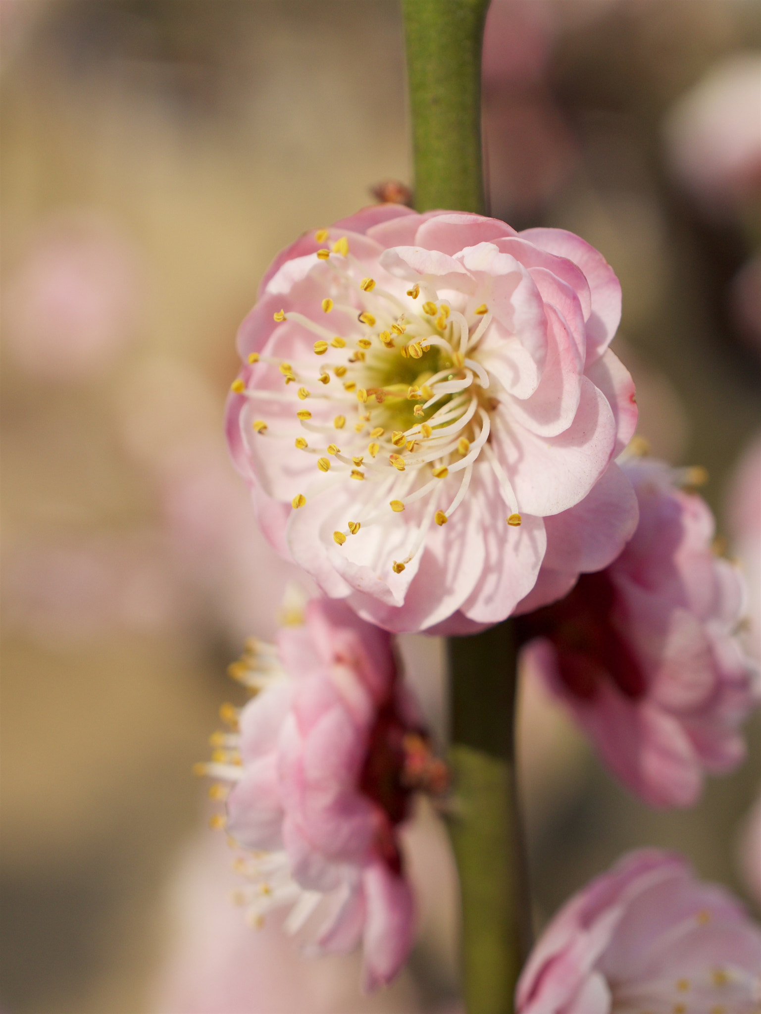 Sony E 30mm F3.5 sample photo. Dsc00482 - 版本 2 photography