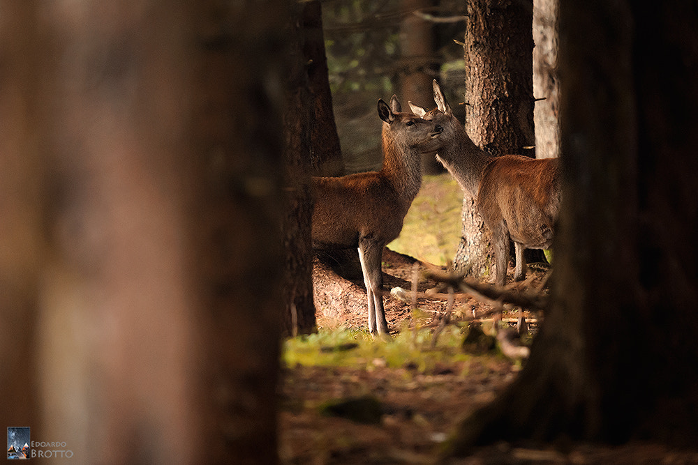 Nikon D700 + Nikon AF-S Nikkor 600mm F4G ED VR sample photo. Nature in love photography
