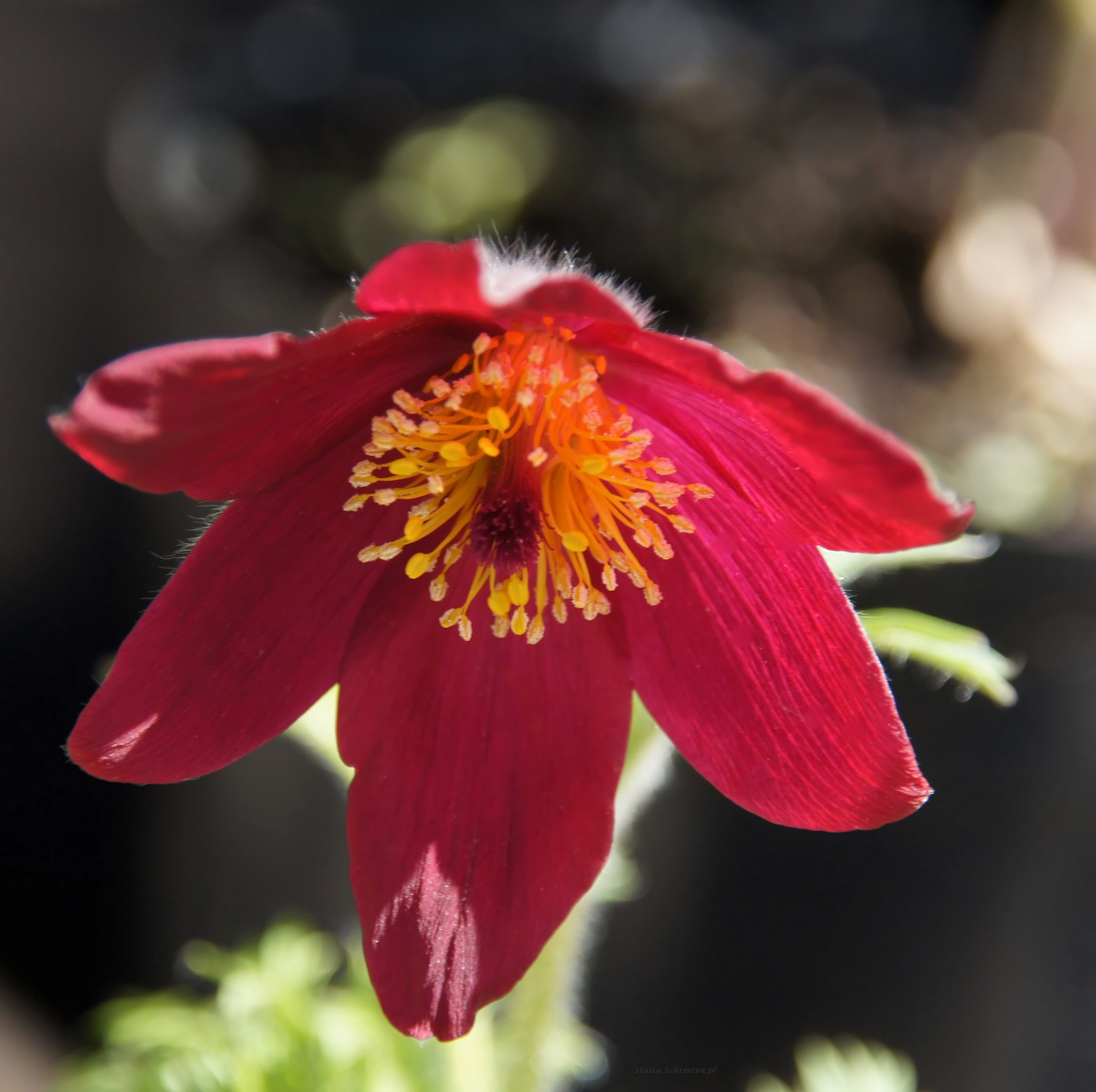 Sony Alpha DSLR-A450 + Sigma 18-200mm F3.5-6.3 DC sample photo. Pasque-flower. photography