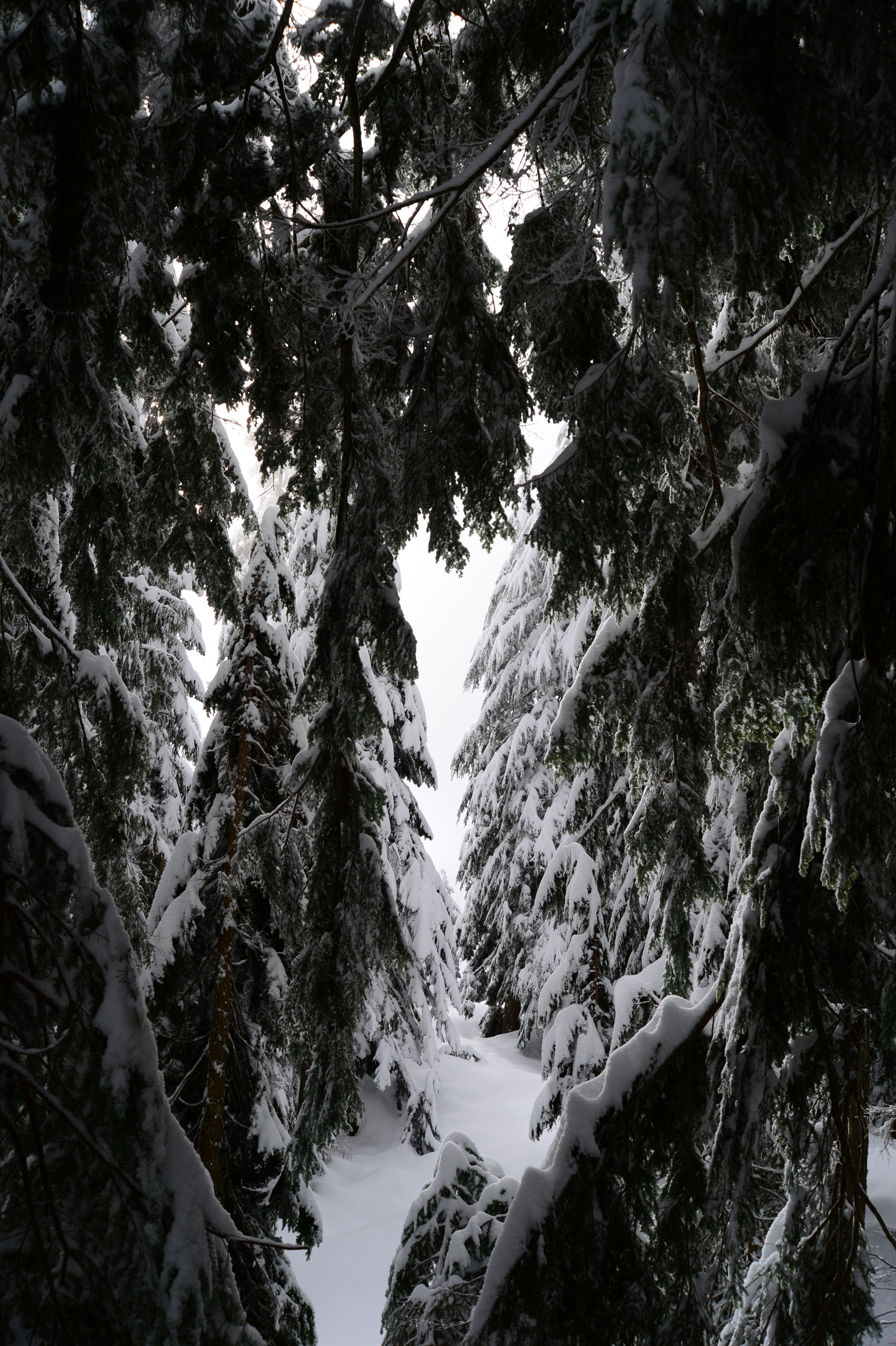 Nikon Df + AF Zoom-Nikkor 28-100mm f/3.5-5.6G sample photo. Deep in the forest photography