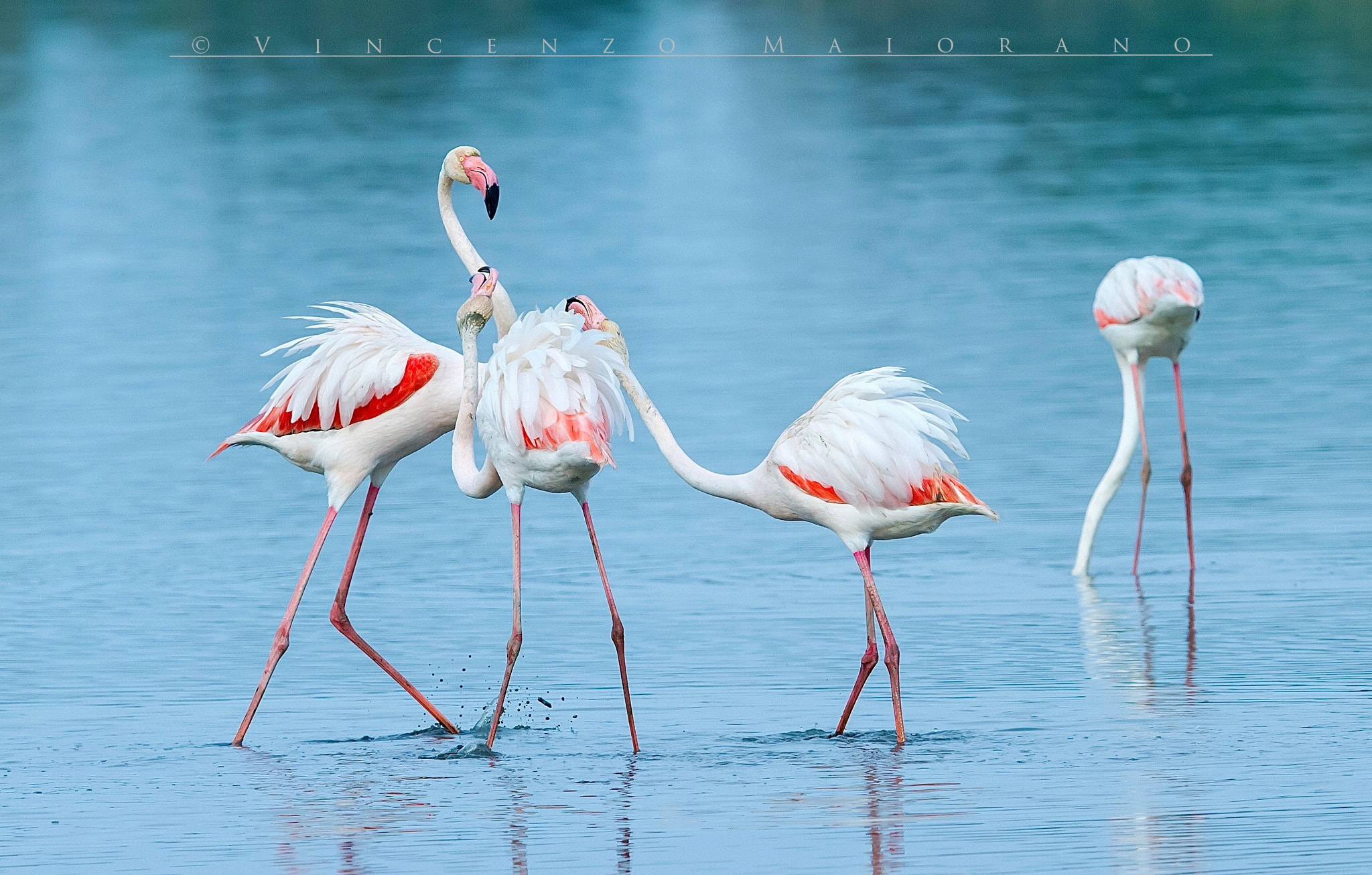 Canon EF 400mm F2.8L IS II USM sample photo. Durano photography