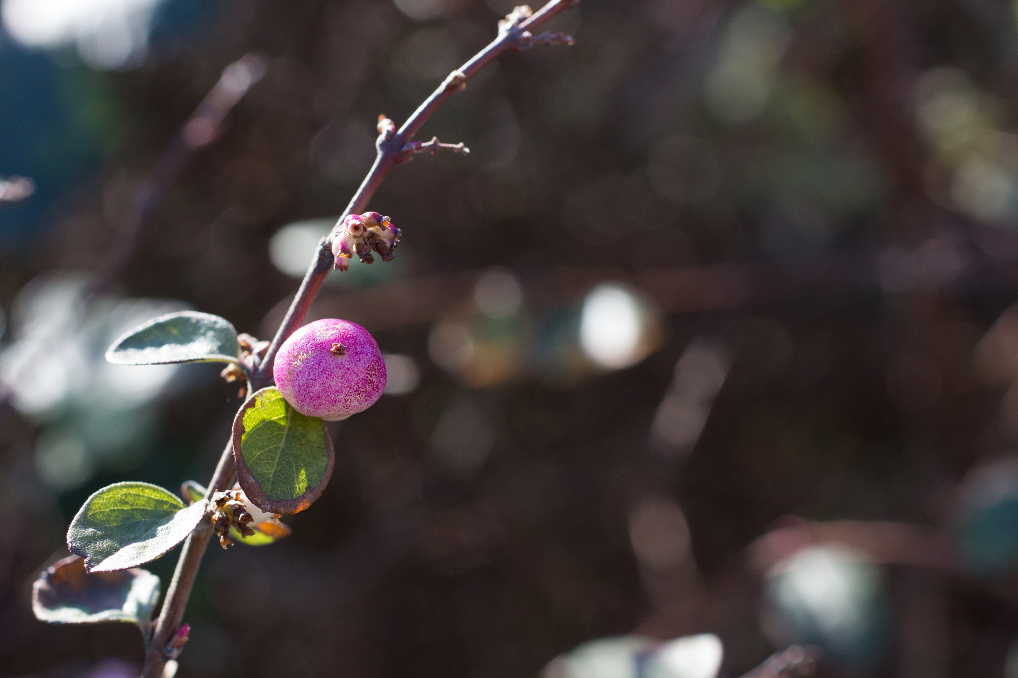 Canon EOS 550D (EOS Rebel T2i / EOS Kiss X4) + Sigma 50mm f/2.8 EX sample photo. Beere photography