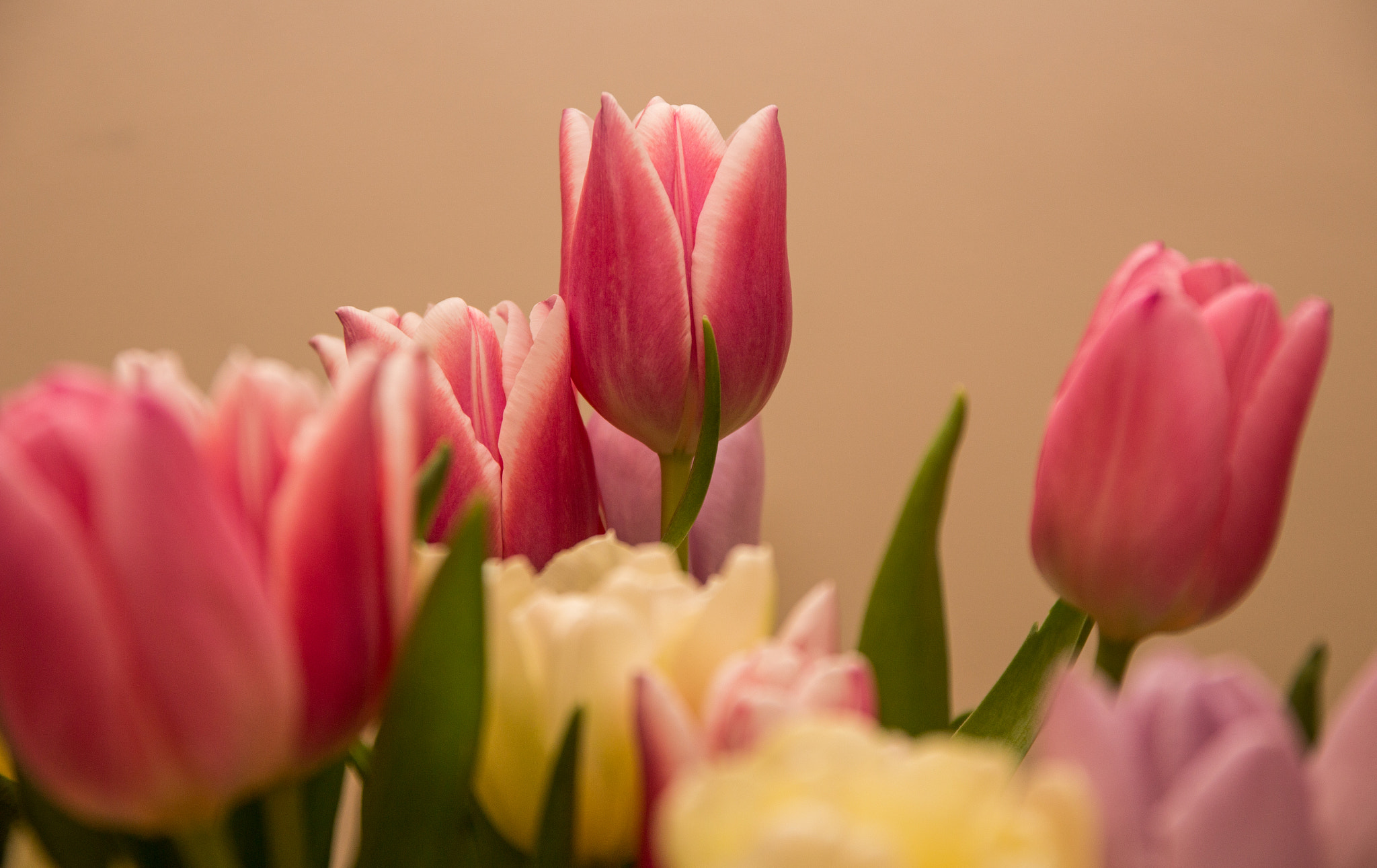 Canon EOS 100D (EOS Rebel SL1 / EOS Kiss X7) + Canon EF 500mm F4L IS USM sample photo. Tulips in spring photography