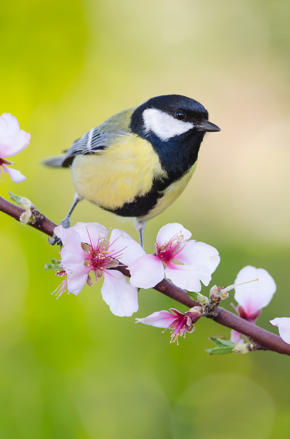 Nikon D5100 + Nikon AF-S Nikkor 300mm F4D ED-IF sample photo. Great tit on almond photography