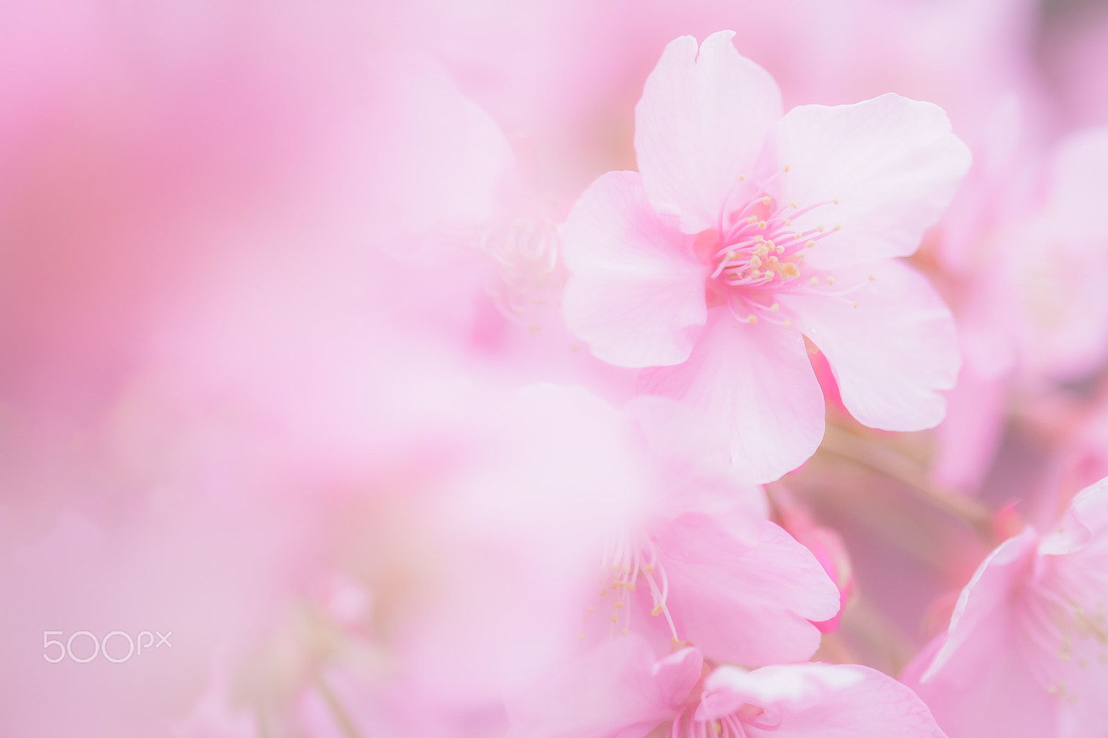 Fujifilm X-M1 + Fujifilm XF 60mm F2.4 R Macro sample photo. Cherry blossoms photography