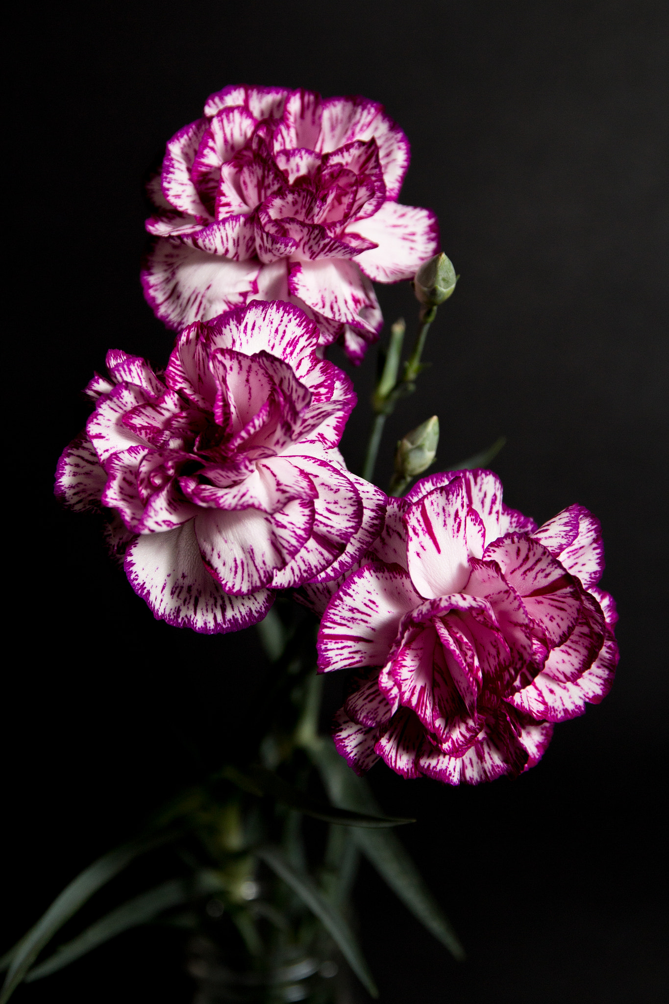 Canon EOS 100D (EOS Rebel SL1 / EOS Kiss X7) + Canon EF 500mm F4L IS USM sample photo. Fine art flower photography