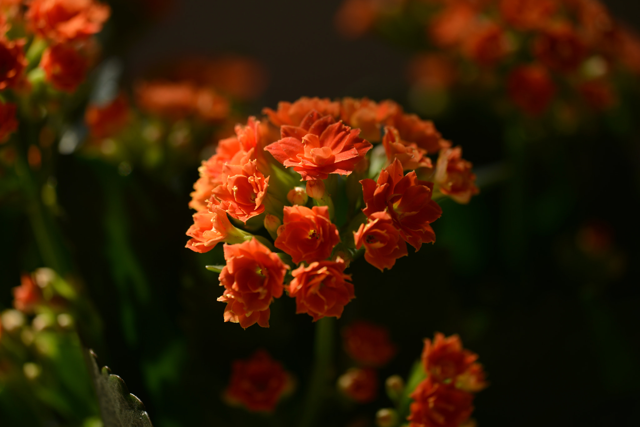 Sigma 150mm F2.8 EX DG Macro HSM sample photo. Flower photography