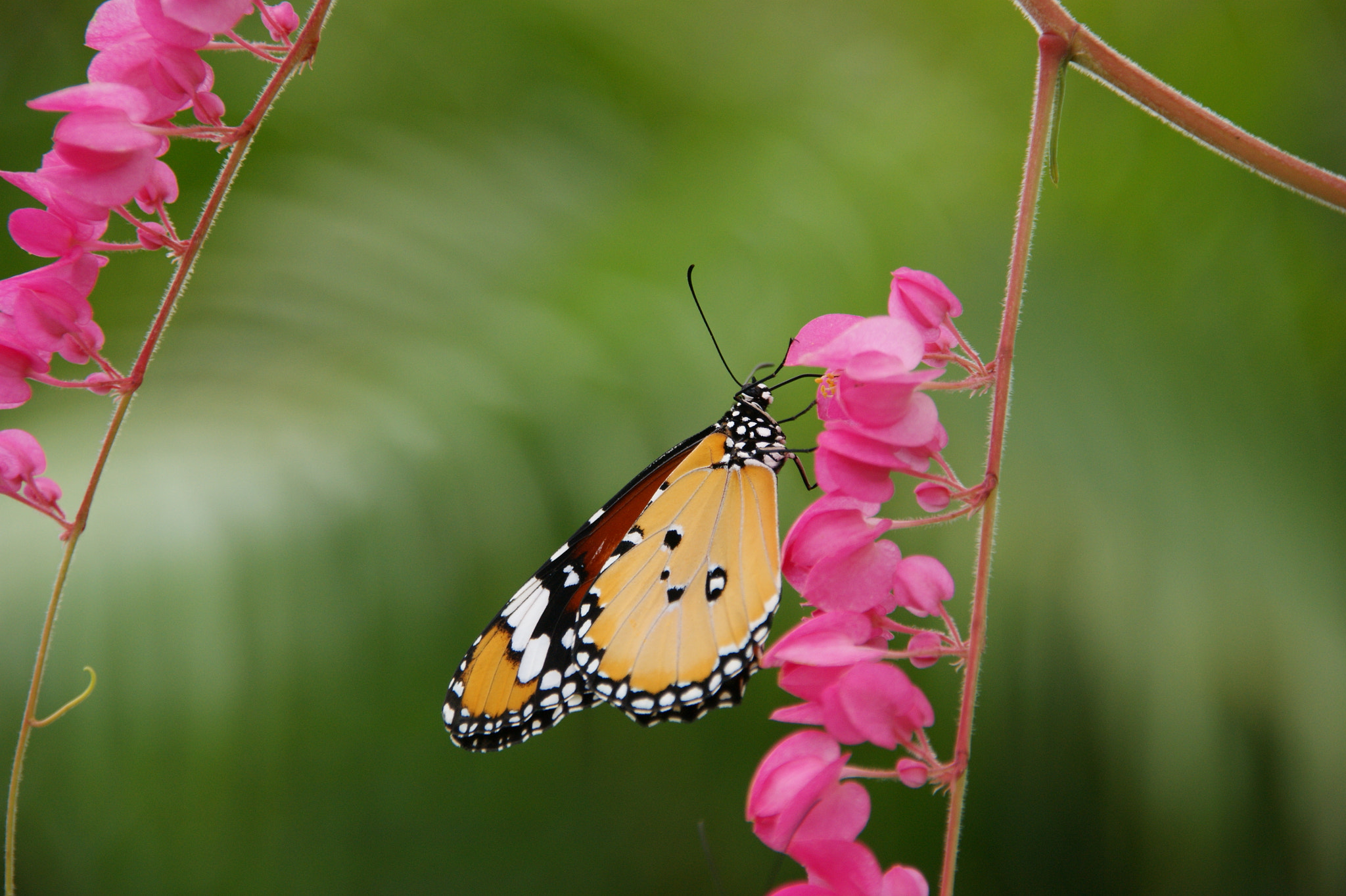 Sony Alpha DSLR-A350 + Sigma 18-200mm F3.5-6.3 DC sample photo. Butterfly photography